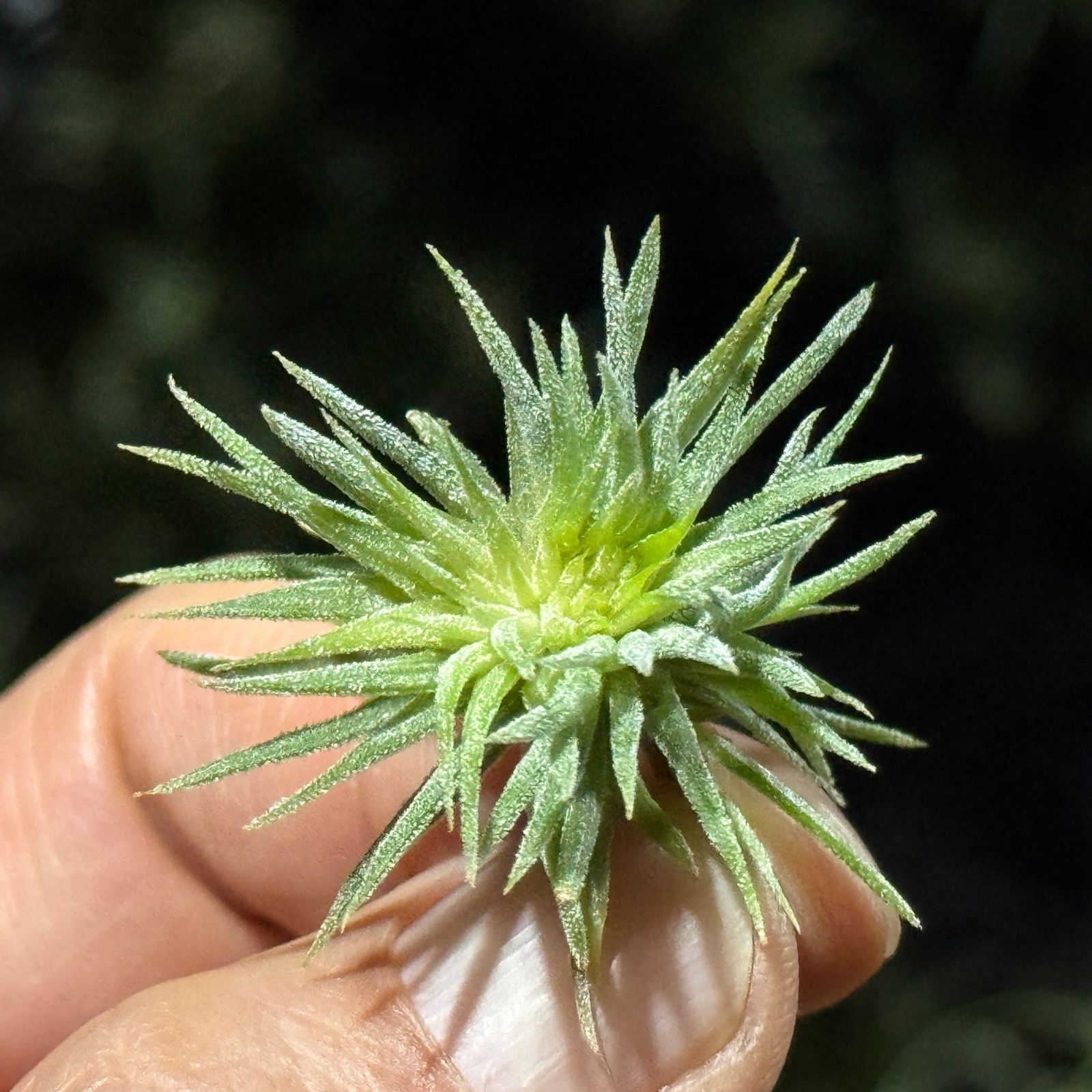 現品＊ チランジア イオナンタ モンストローズ (モンストローサ