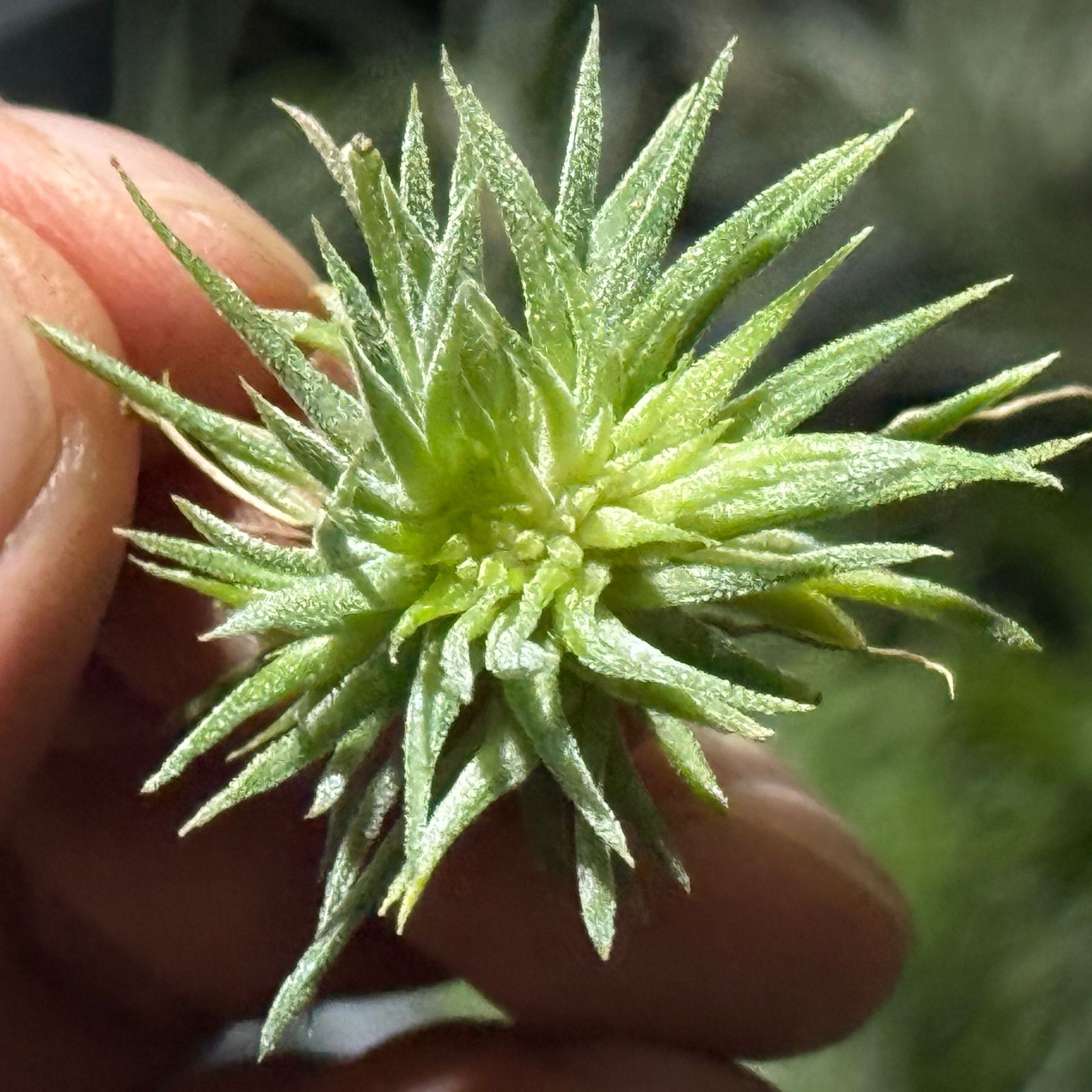 現品＊ チランジア イオナンタ モンストローズ (モンストローサ