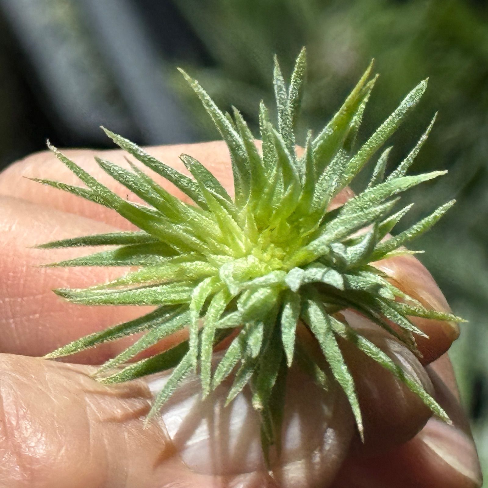 現品＊ チランジア イオナンタ モンストローズ (モンストローサ