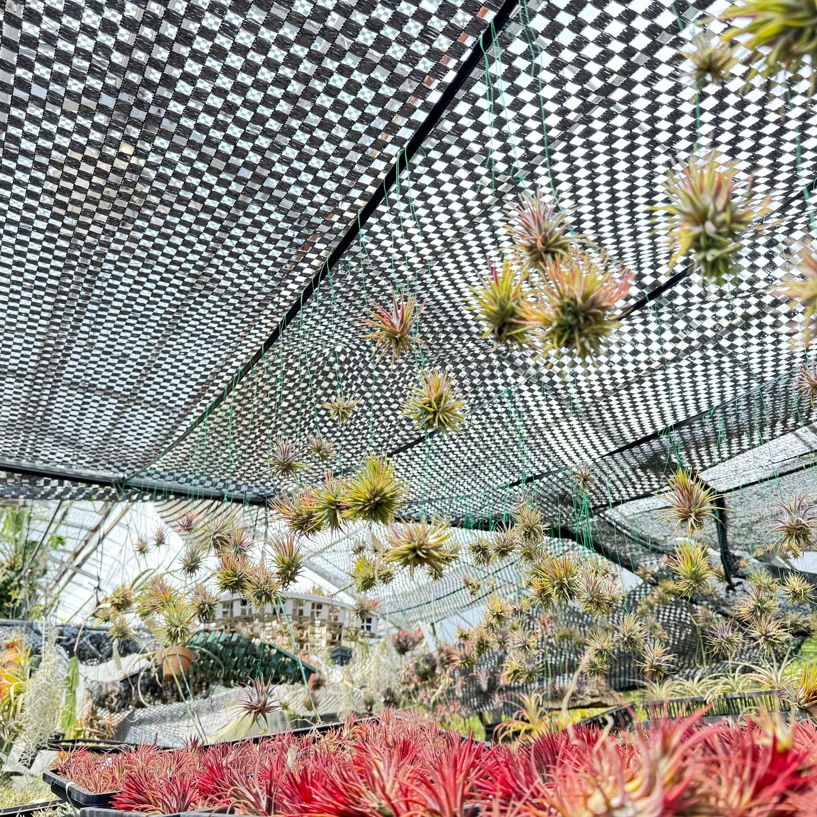 現品＊ チランジア イオナンタ モンストローズ (モンストローサ