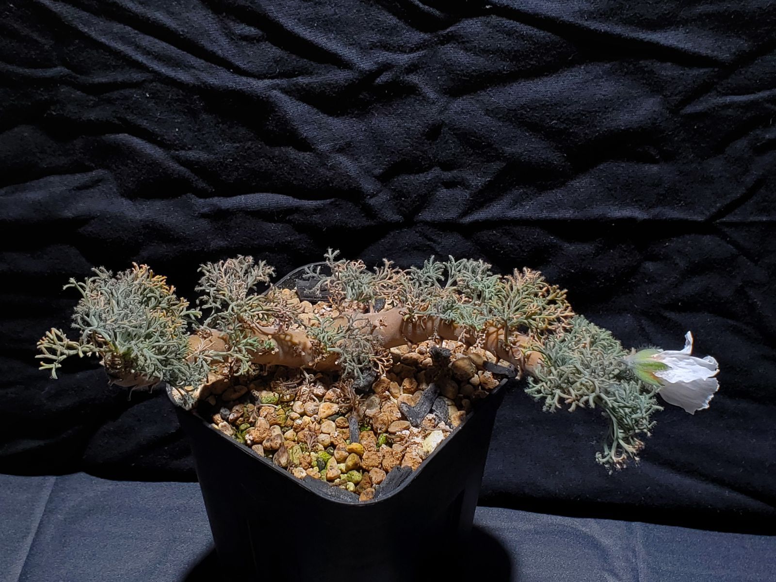 実生株】モンソニア ムルチフィダ ab-3 - メルカリ