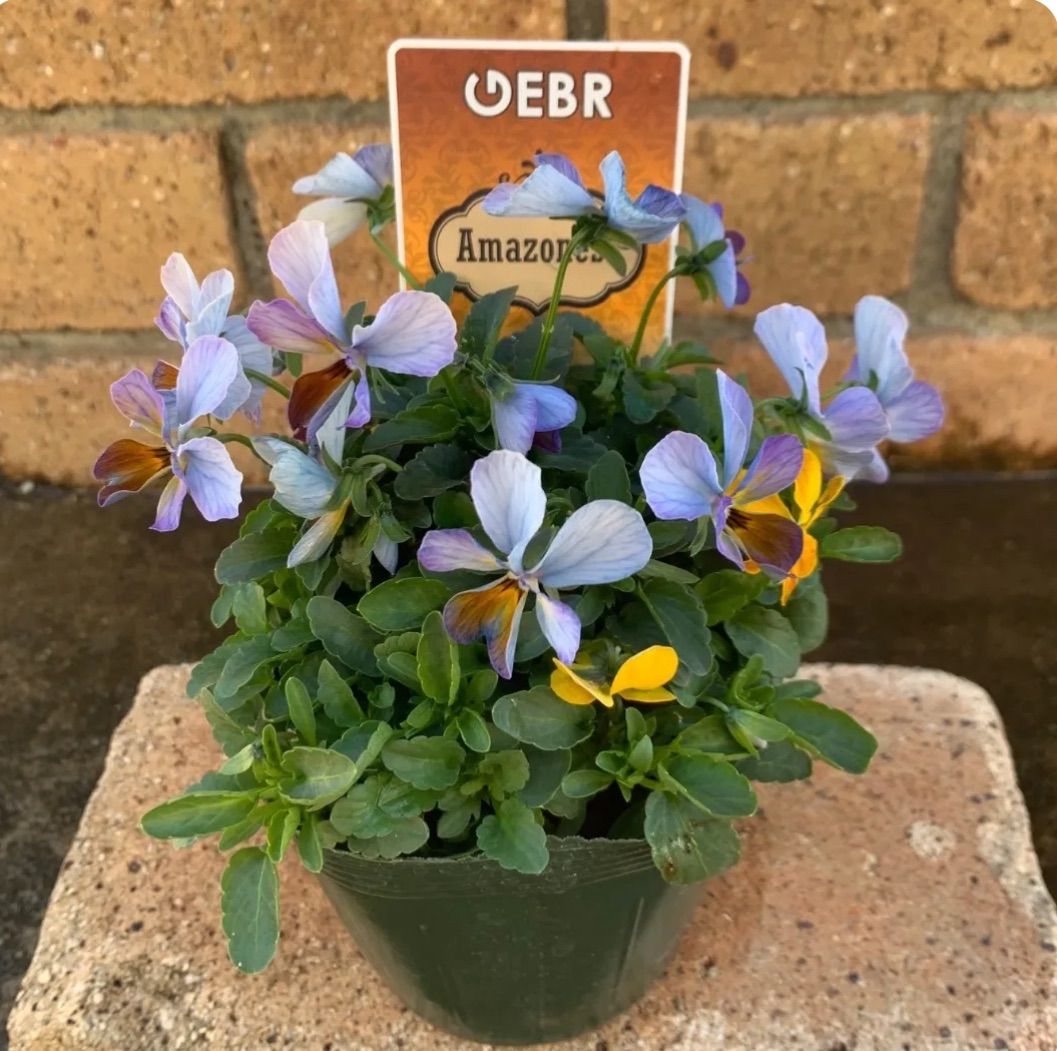 mochimochi様専用‼︎ - メルカリ