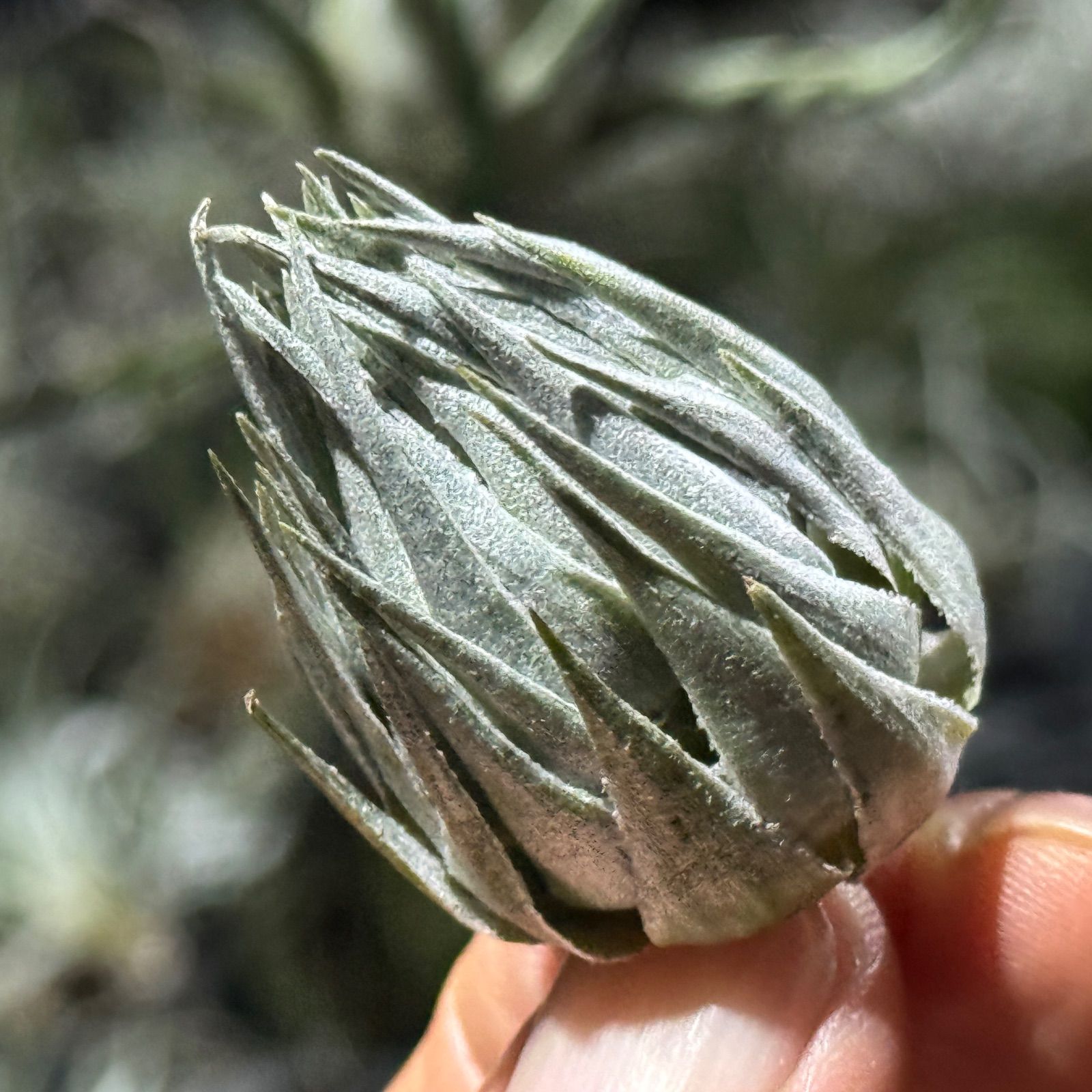 現品 メタリックシルバーな輝き ふっくらずんぐり 上株 チランジア カウツキー Tillandsia kautskyi エアプランツ フラワーショップ江口