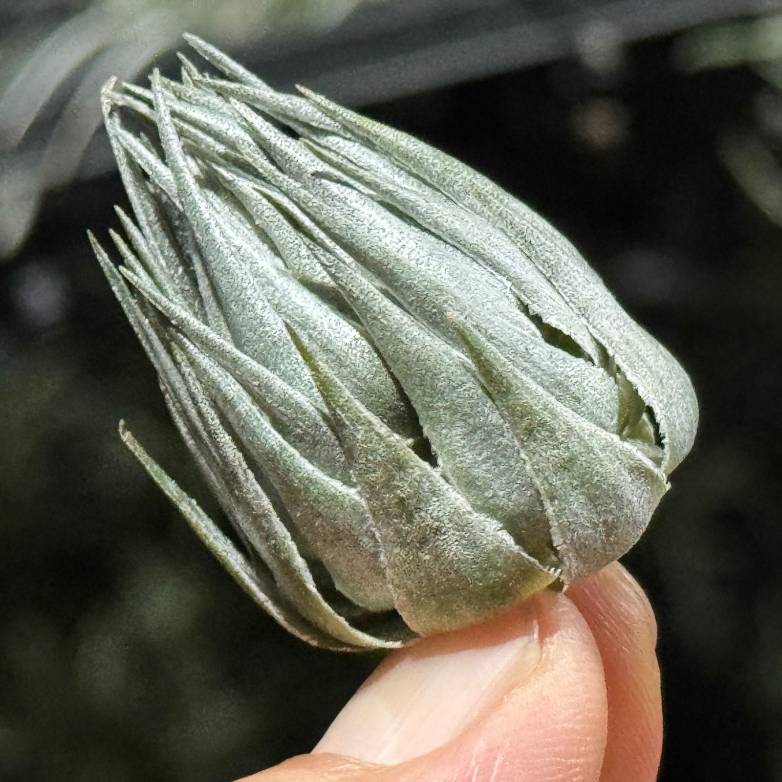 kautskyi エアプランツ