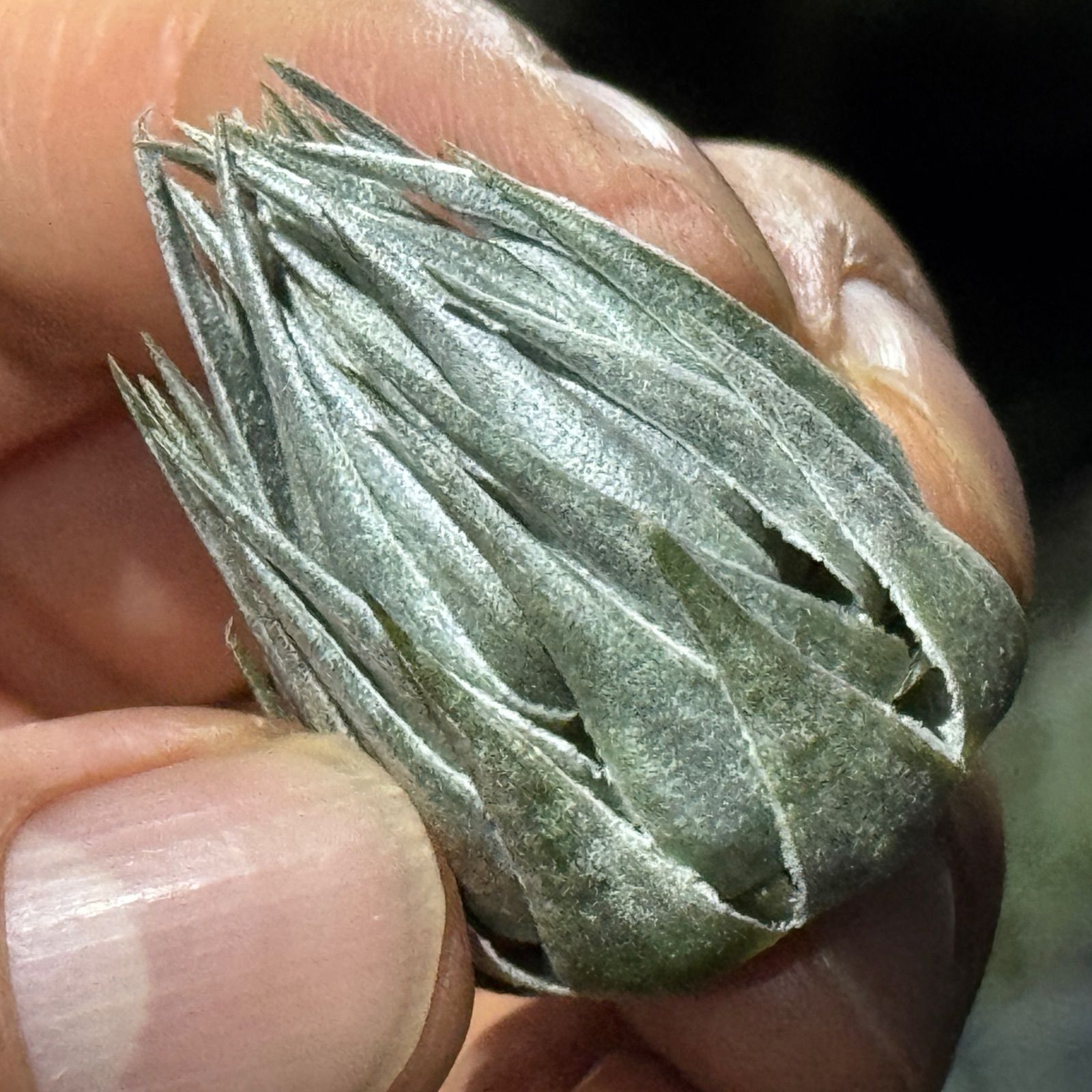 現品 メタリックシルバーな輝き