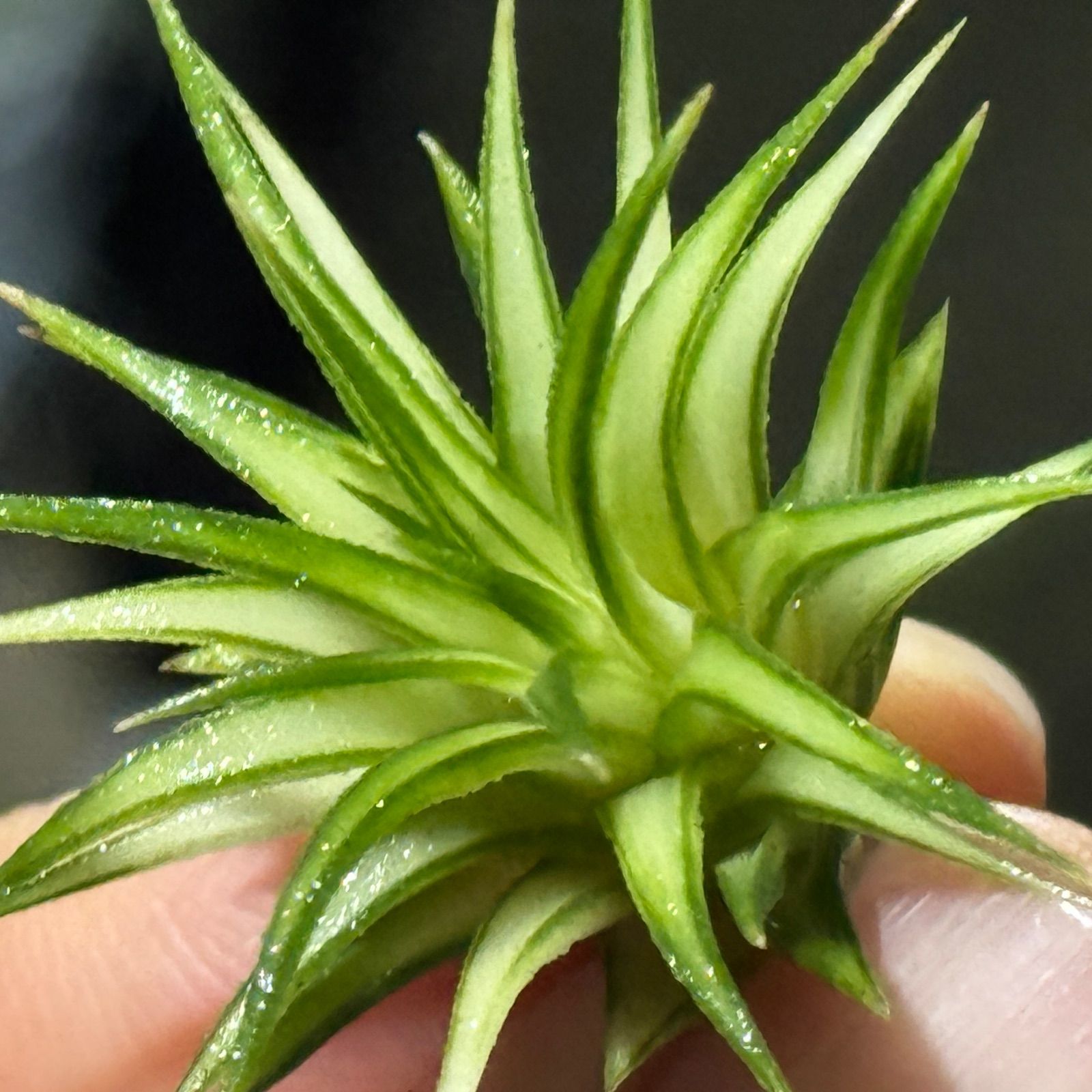 現品 ホワイト率多め 小振りでもどっしりがっちり型葉 ミニ 上株 チランジア イオナンタ アルボマルギナータ アルボマージナータ Tillandsia ionantha Albomarginata エアプランツ フラワーショップ江口