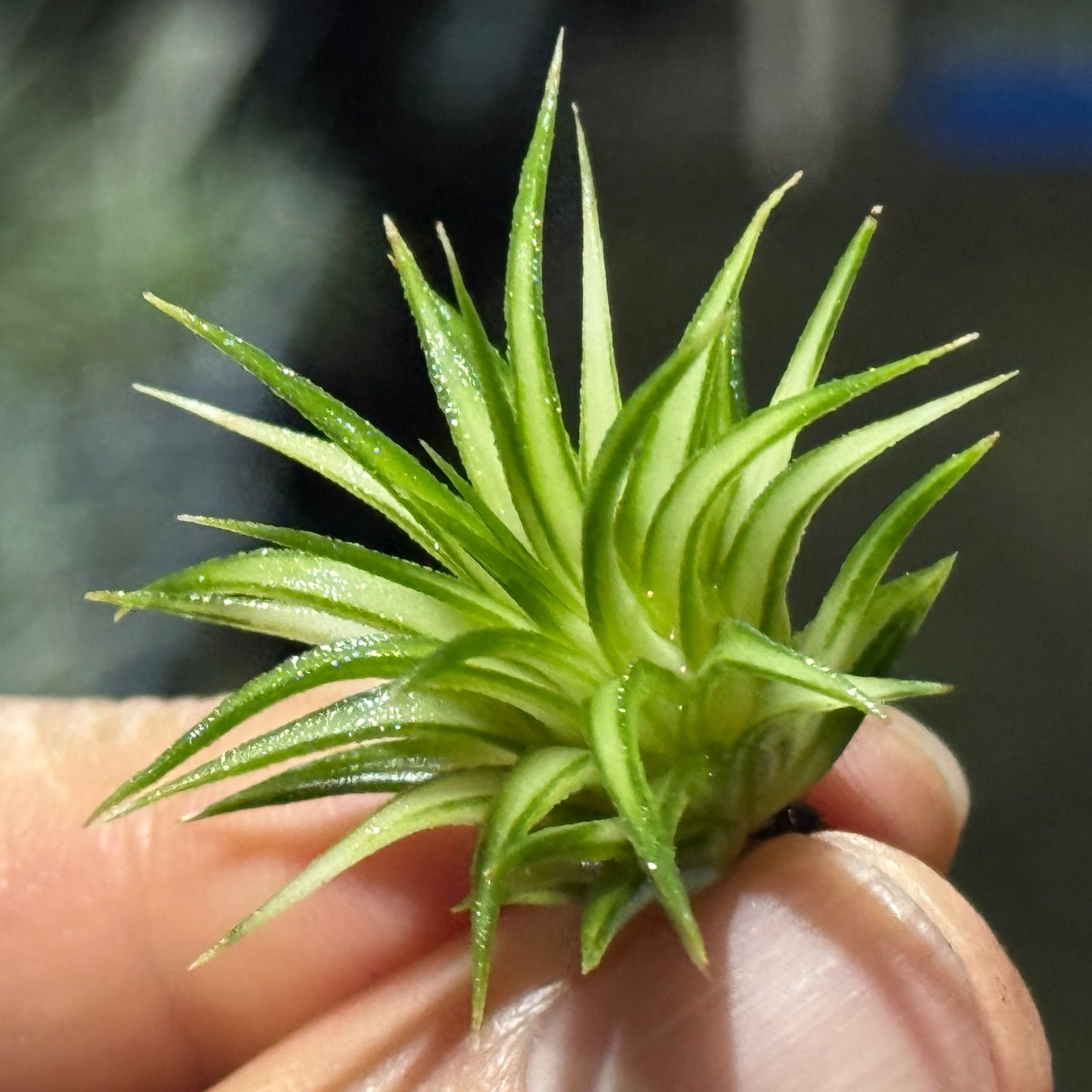 現品 ホワイト率多め 小振りでもどっしりがっちり型葉 ミニ 上株 チランジア イオナンタ アルボマルギナータ アルボマージナータ Tillandsia ionantha Albomarginata エアプランツ フラワーショップ江口