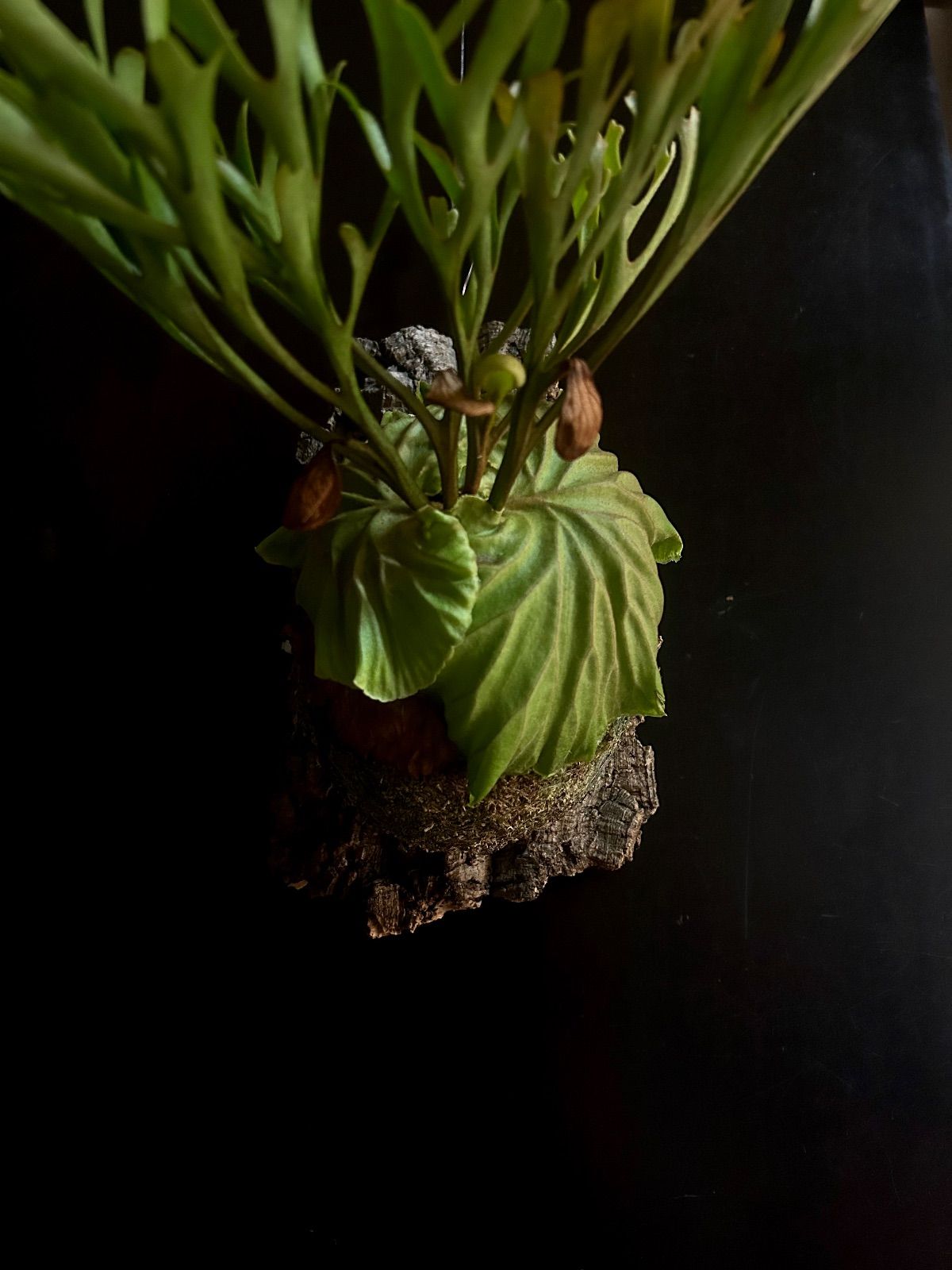 Platycerium ridleyi リドレイ ワイルド株 現品