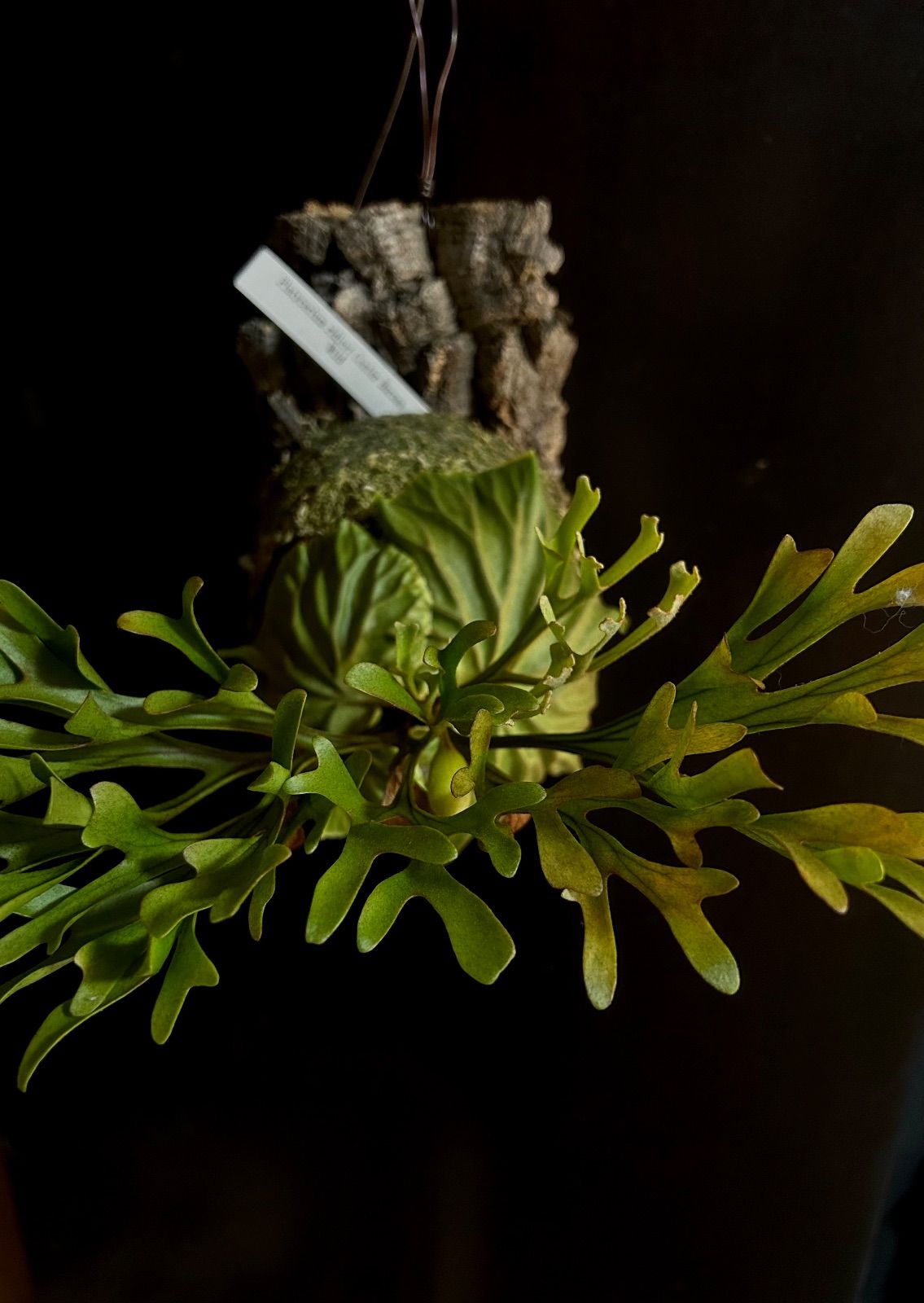 Platycerium ridleyi リドレイ ワイルド株 現品