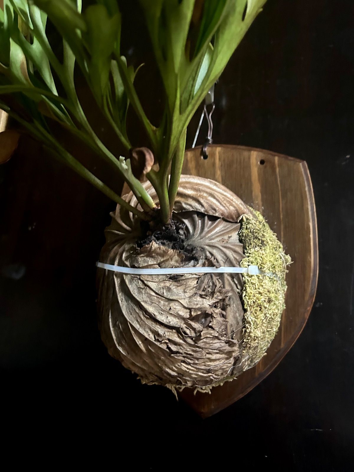 板付け完成品】ビカクシダ リドレイ ワイルド株 コルク着生 観葉植物