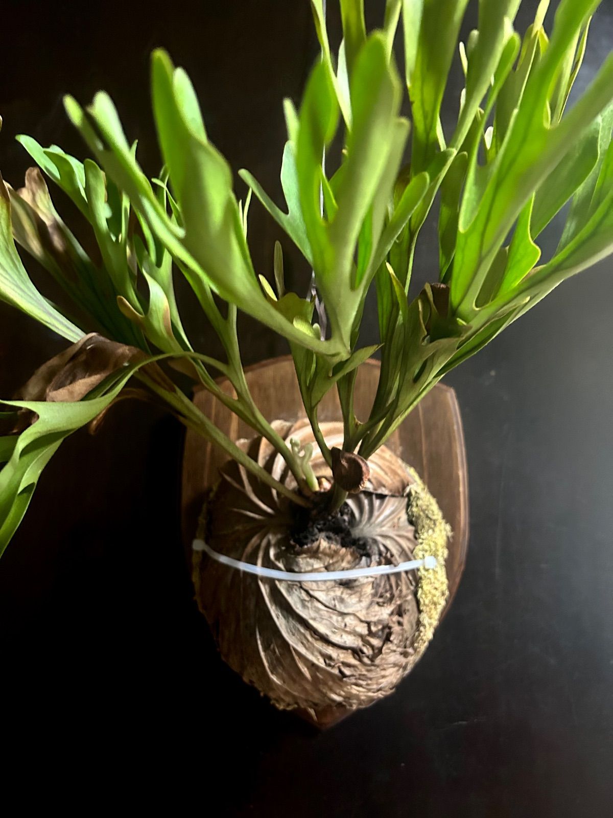 板付け完成品】ビカクシダ リドレイ ワイルド株 コルク着生 観葉植物