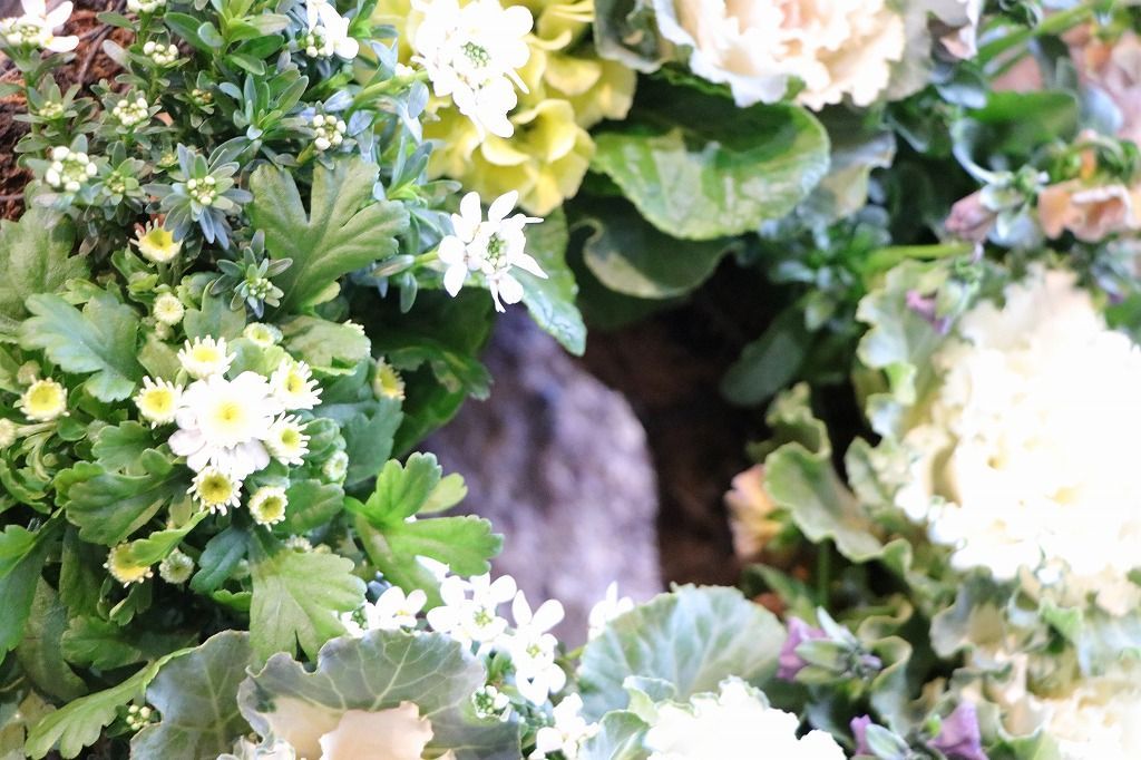 当店オリジナル ハボタンのホワイトブーケ リースの寄せ植え Ｍサイズ 現品２０１