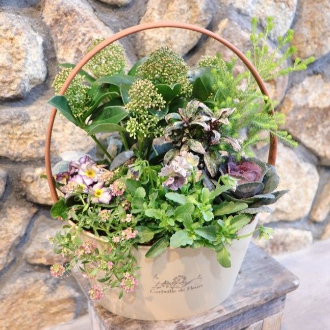 当店オリジナル 持ち手付き スキミアのアンティーク 寄せ植え 現品２０７