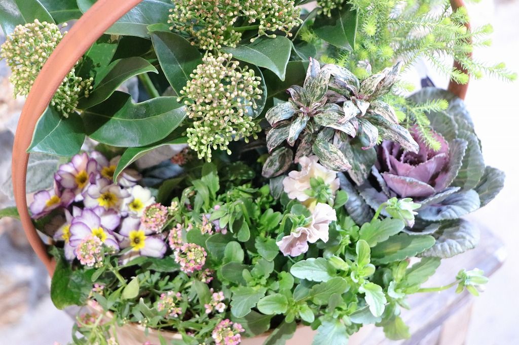 当店オリジナル 持ち手付き スキミアのアンティーク 寄せ植え 現品207