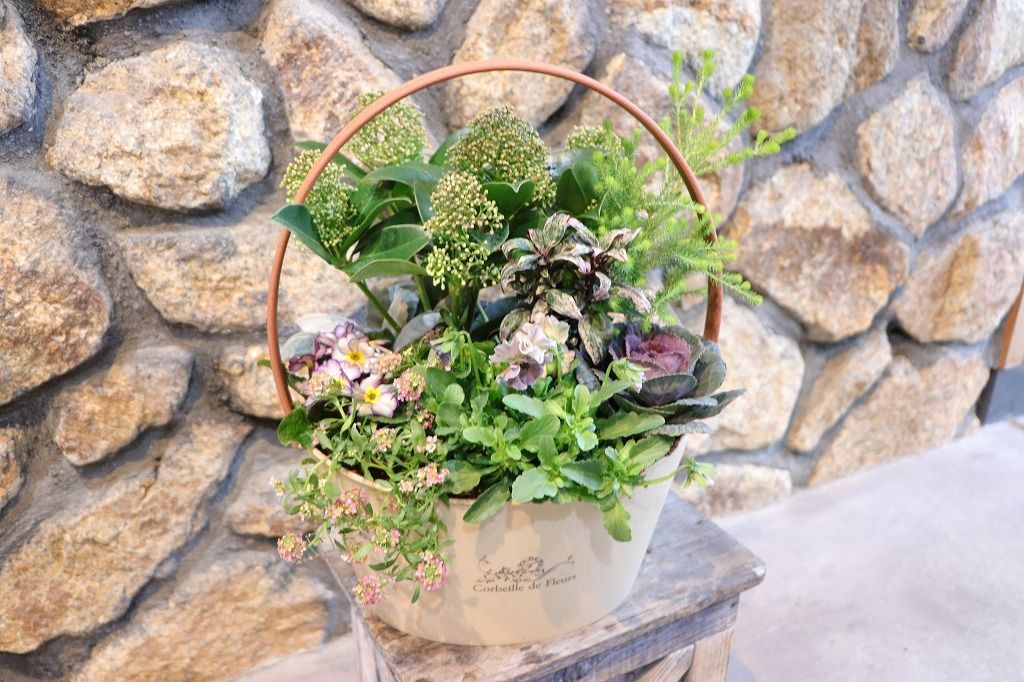 当店オリジナル 持ち手付き スキミアのアンティーク 寄せ植え 現品２０７