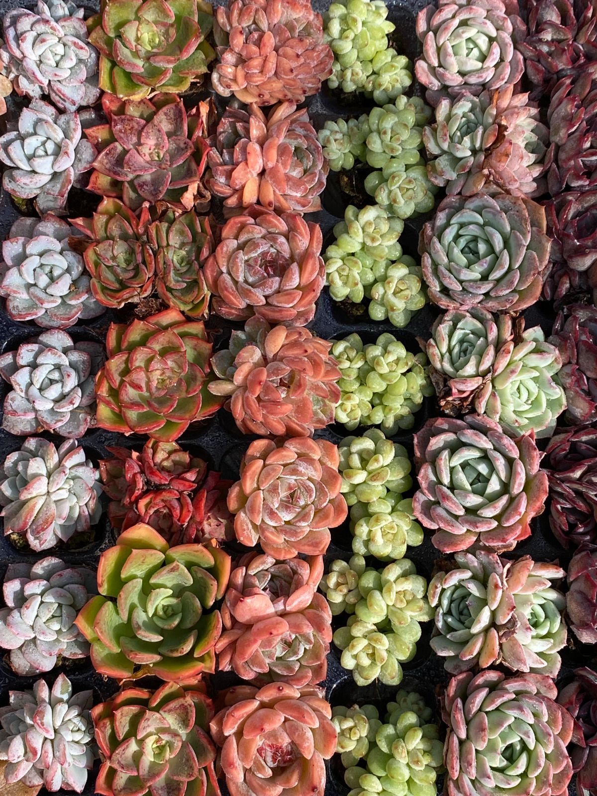 SALE！ SALE！ A6 土付き 15種類セット 105苗 新入荷 サボテン