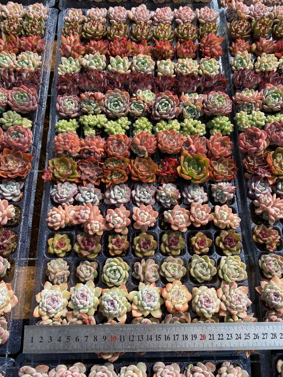 SALE！ SALE！ A6 土付き 15種類セット 105苗 新入荷 サボテン