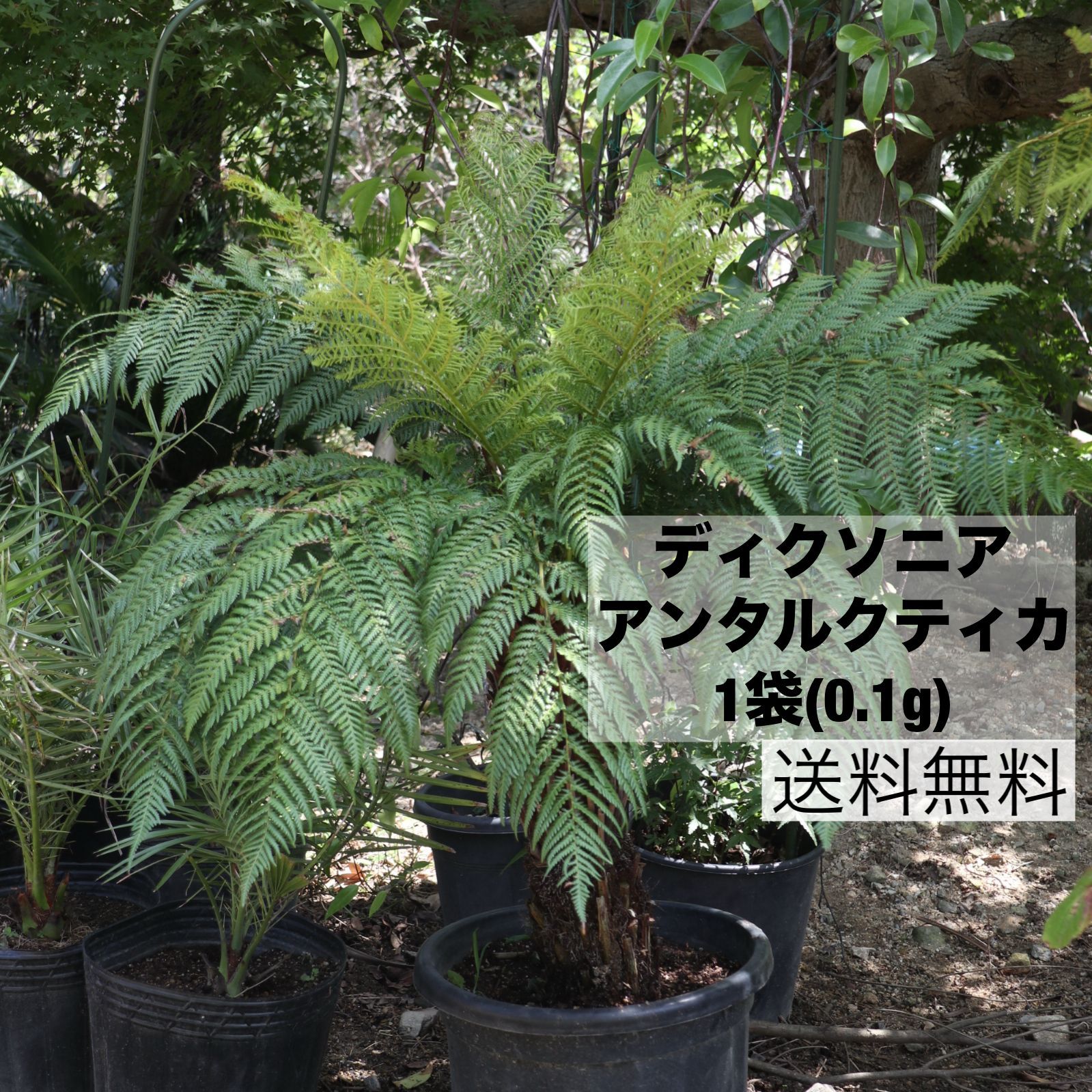 ディクソニア　アンタルクティカ　引取限定　1 送料無料】ディクソニア アンタルクティカ 1袋(0.1g) - メルカリ