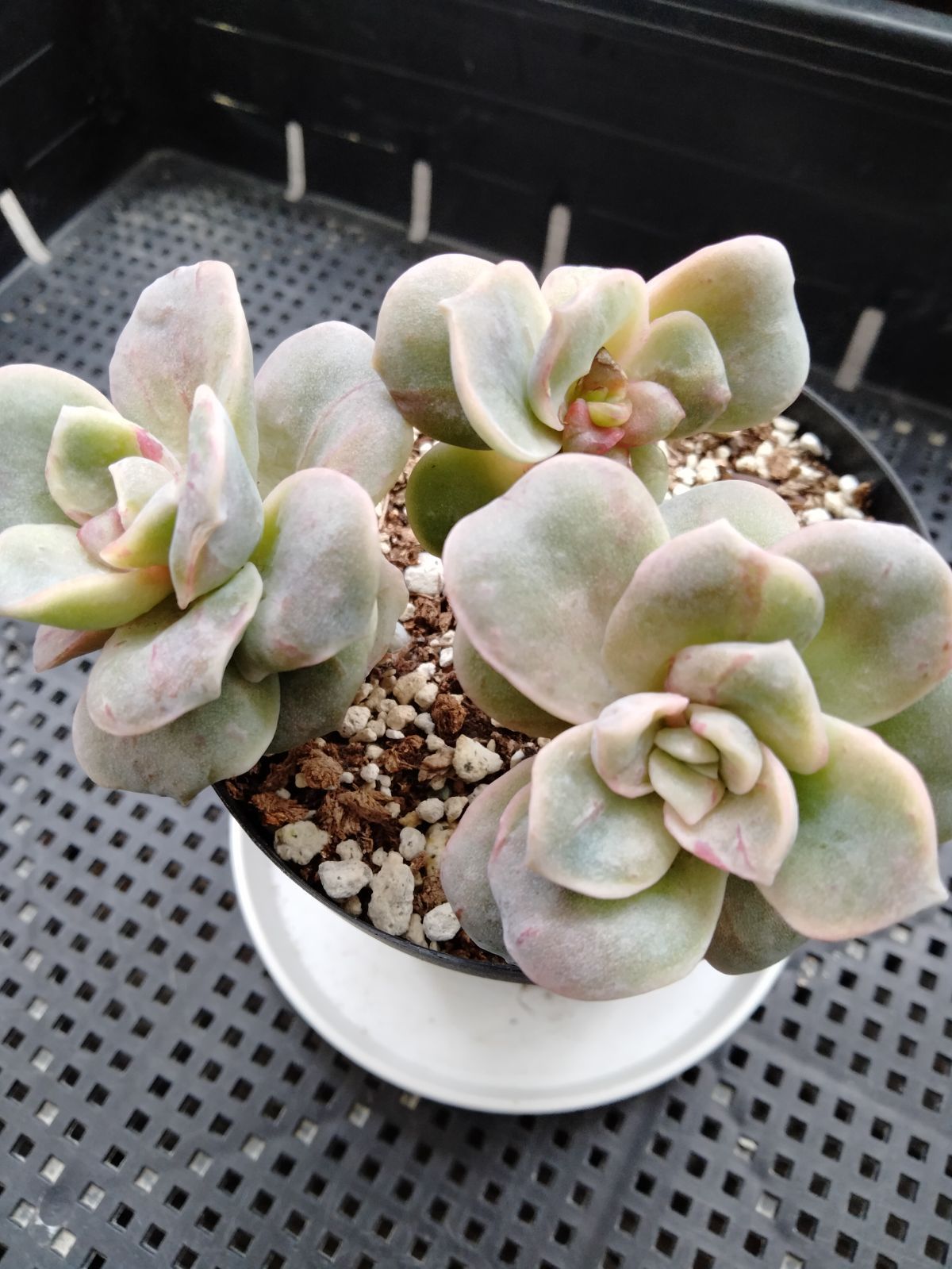 多肉植物 ラブリーローズ 鉢ごと 葉挿し メルカリ便 多肉植物 ラブリーローズ 鉢ごと 葉挿し メルカリ便 多肉植物 ラブリー