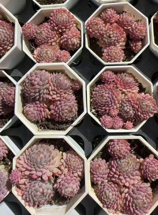 新入荷 ショウコウイ ZAN 39 50苗 抜き苗 多肉植物 アエオニウム エケベリア サボテン 韓国苗