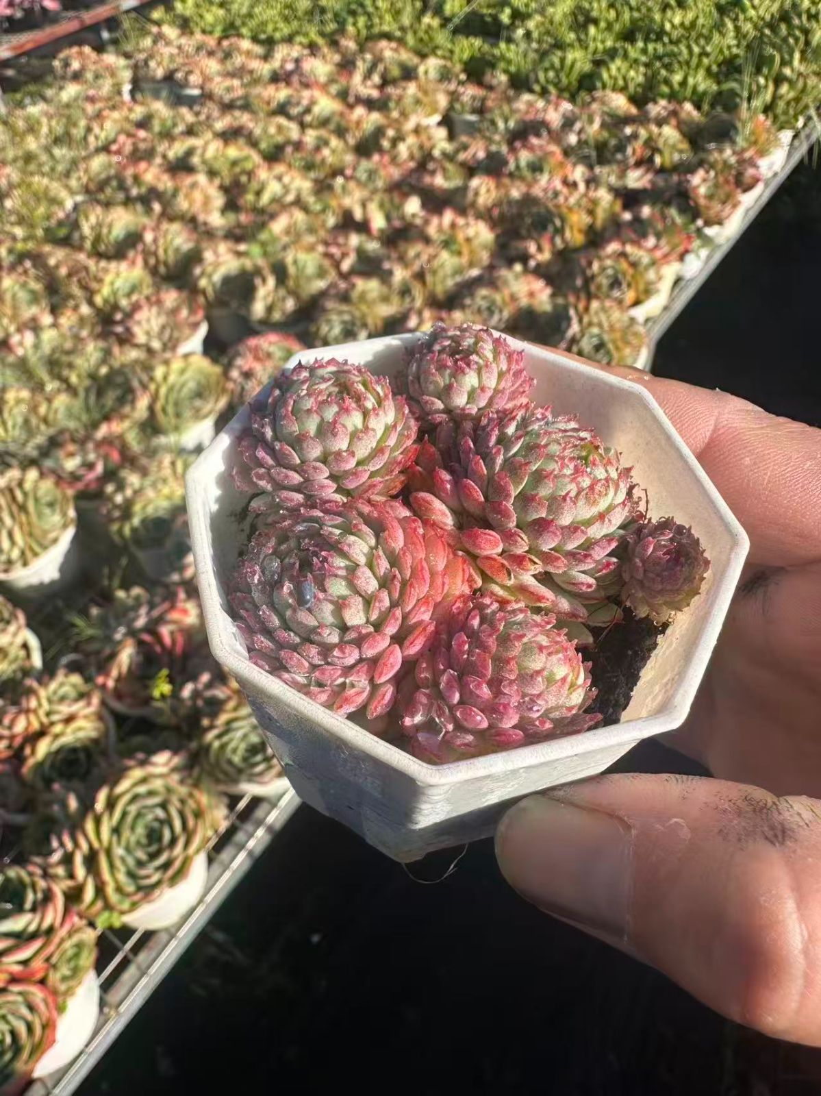 新入荷 ショウコウイ ZAN 苗 抜き苗 多肉植物 アエオニウム エケベリア サボテン 韓国苗