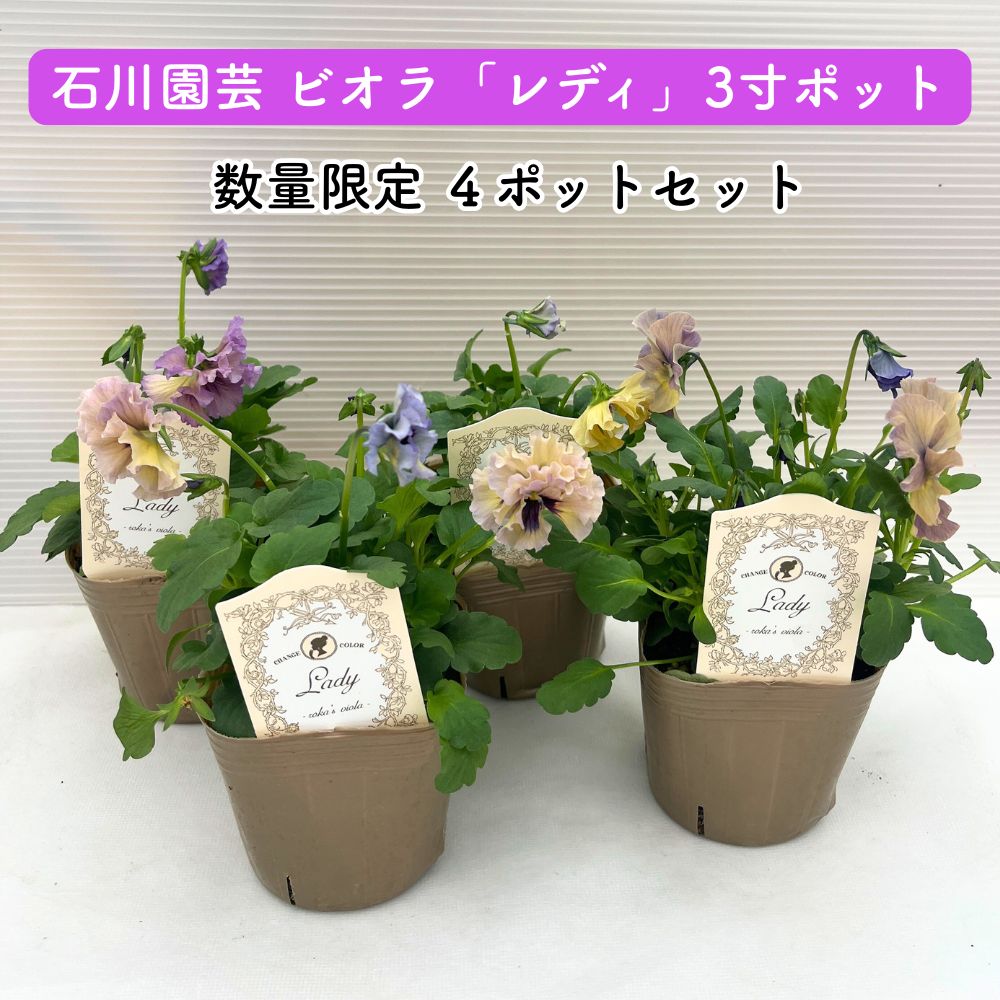 ビオラレディ 4ポットセット ビオラレディ 4ポットセット 画像の現品!! 石川園芸さんのビオラ