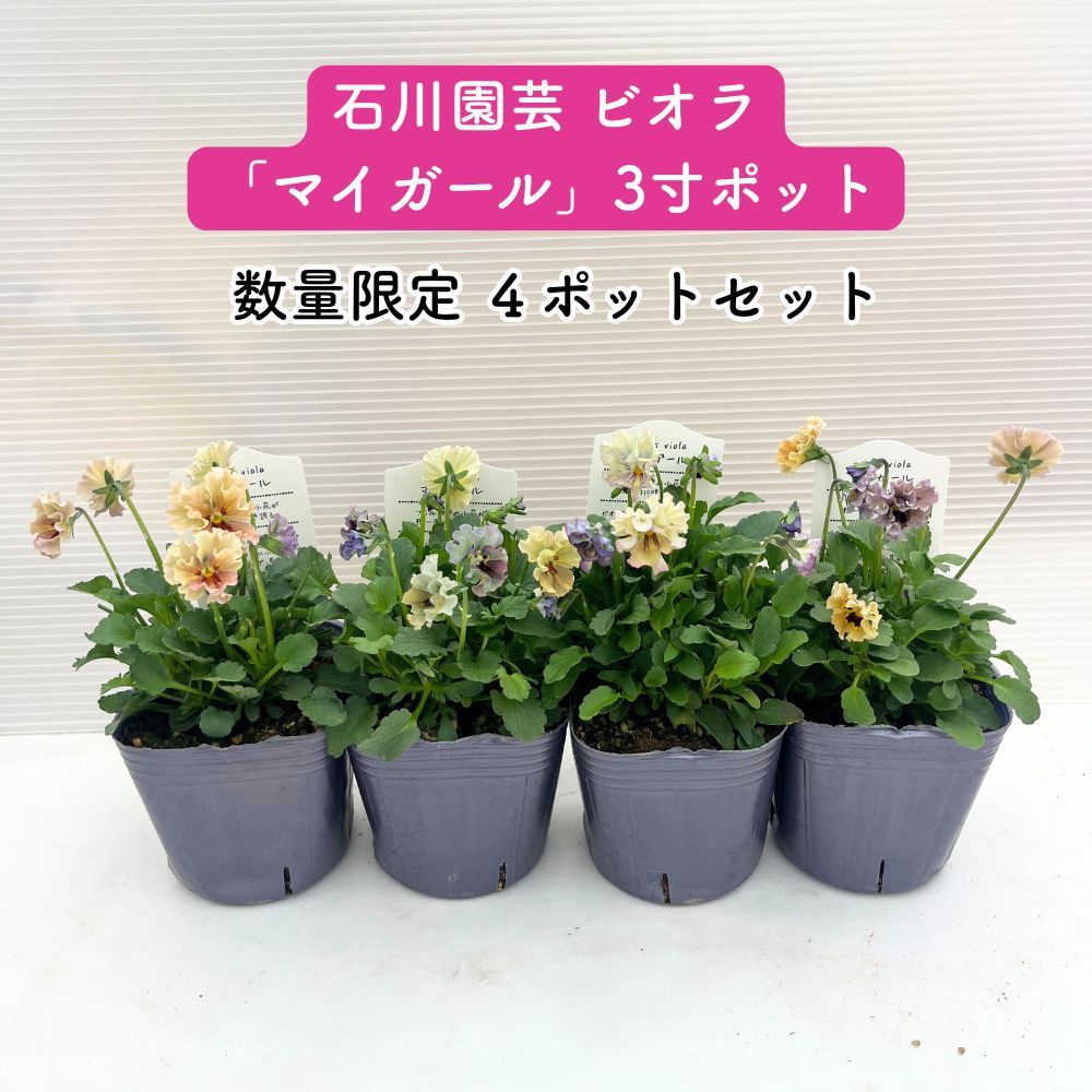 マイガール レディビオラ苗セット 石川園芸☆マイガールmygirl ビオラ