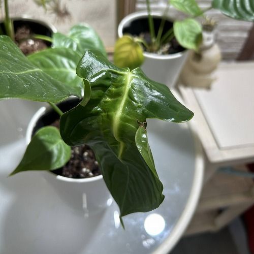 大特価】 アンスリウム ベイチー(ヴィーチー/ビーチー) 4号ロング白鉢