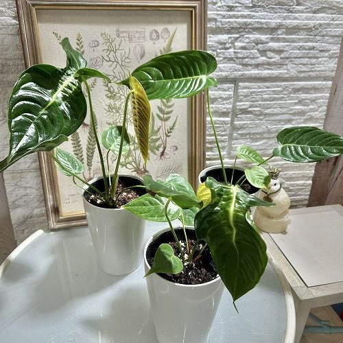 アンスリウム　ベイチー　No.030　鉢、送料込　メルカリ便 大特価】 アンスリウム ベイチー(ヴィーチー/ビーチー) 4号ロング白鉢