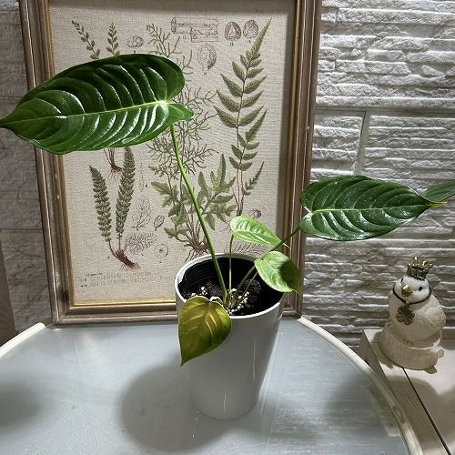 大特価】 アンスリウム ベイチー(ヴィーチー/ビーチー) 4号ロング白鉢