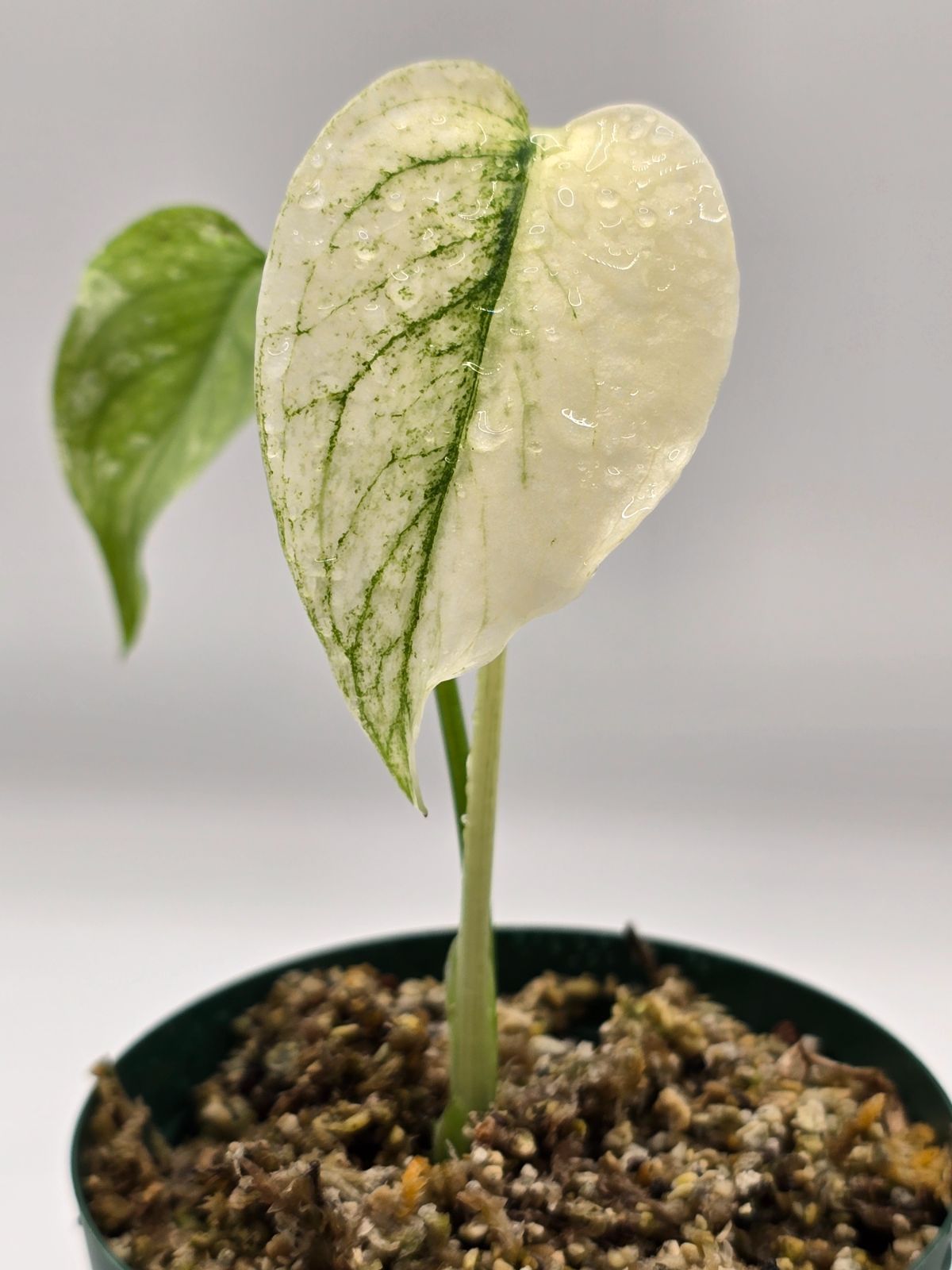 モンステラ ホワイトスノー 特選株 葉が肉厚でミント風の斑もあり(5枚目) モンステラ ホワイトスノー 特選株 葉が肉厚でミント風の斑もあり(5枚