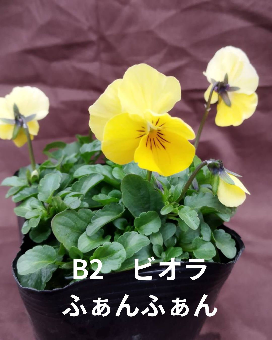 ビオラ ふぁんふぁん 10.5センチポット 寄せ植え 同封梱包推奨商品