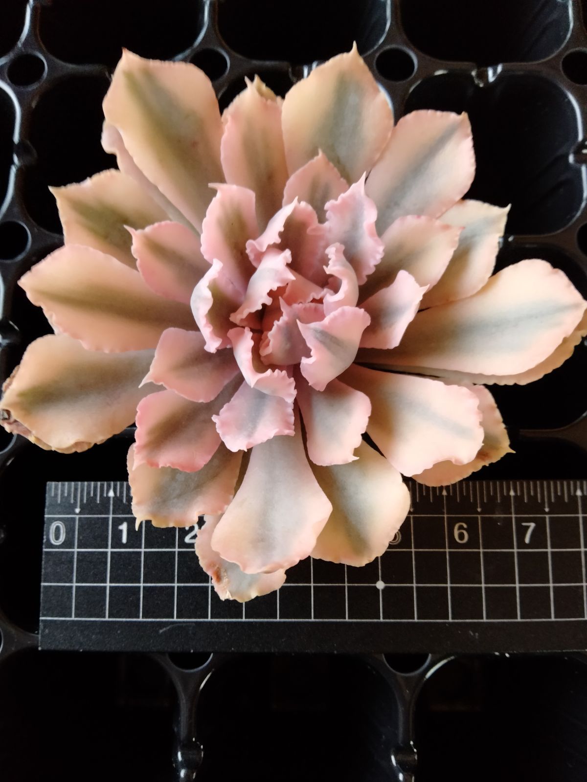 多肉植物 速達付き シャビアナピンクフリル錦 小苗 - メルカリ