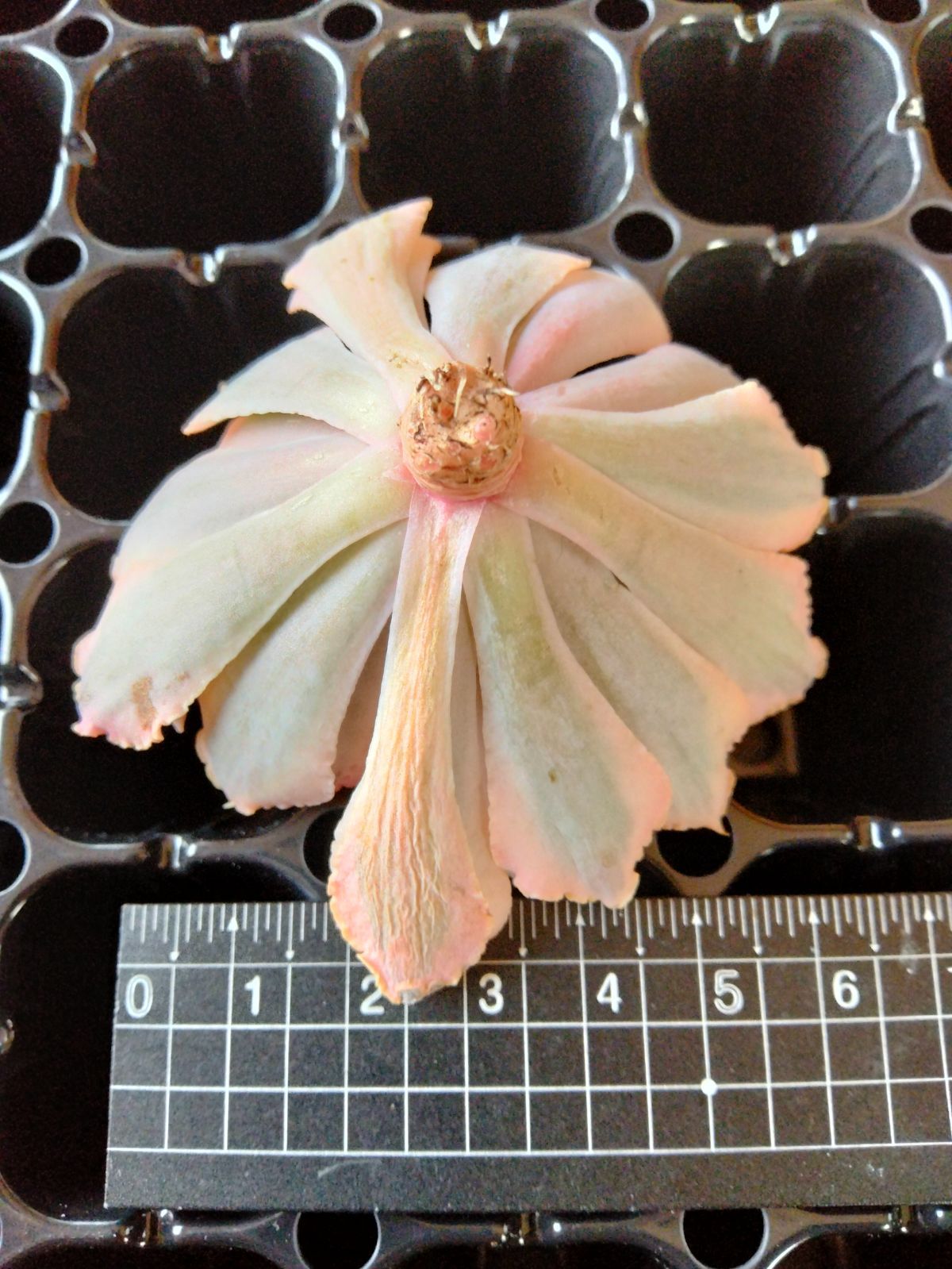 メルカリ便　シャビアナピンクフリル錦　　韓国苗 多肉植物 速達付き シャビアナピンクフリル錦 小苗 - メルカリ