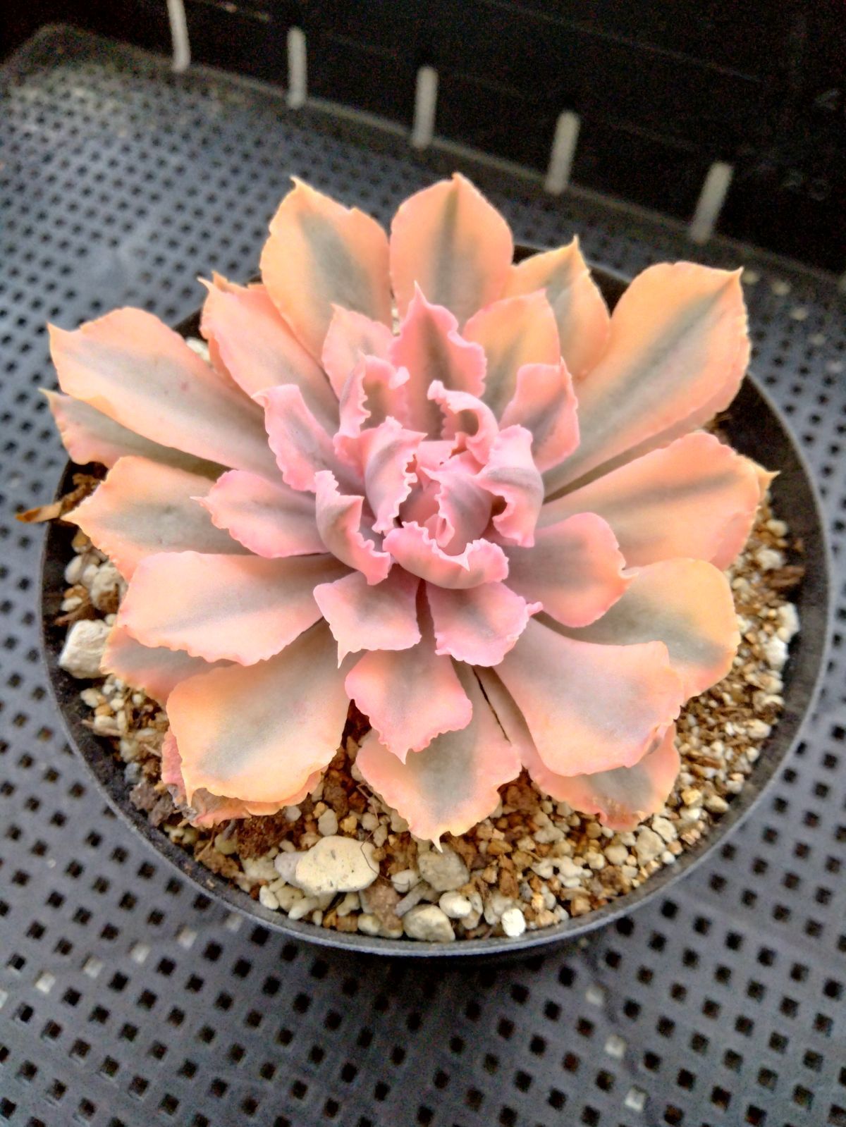 メルカリ便　シャビアナピンクフリル錦　　韓国苗 多肉植物 速達付き シャビアナピンクフリル錦 小苗 - メルカリ