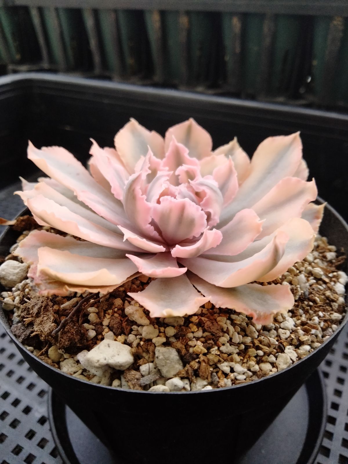 多肉植物 速達付き シャビアナピンクフリル錦 小苗 - メルカリ