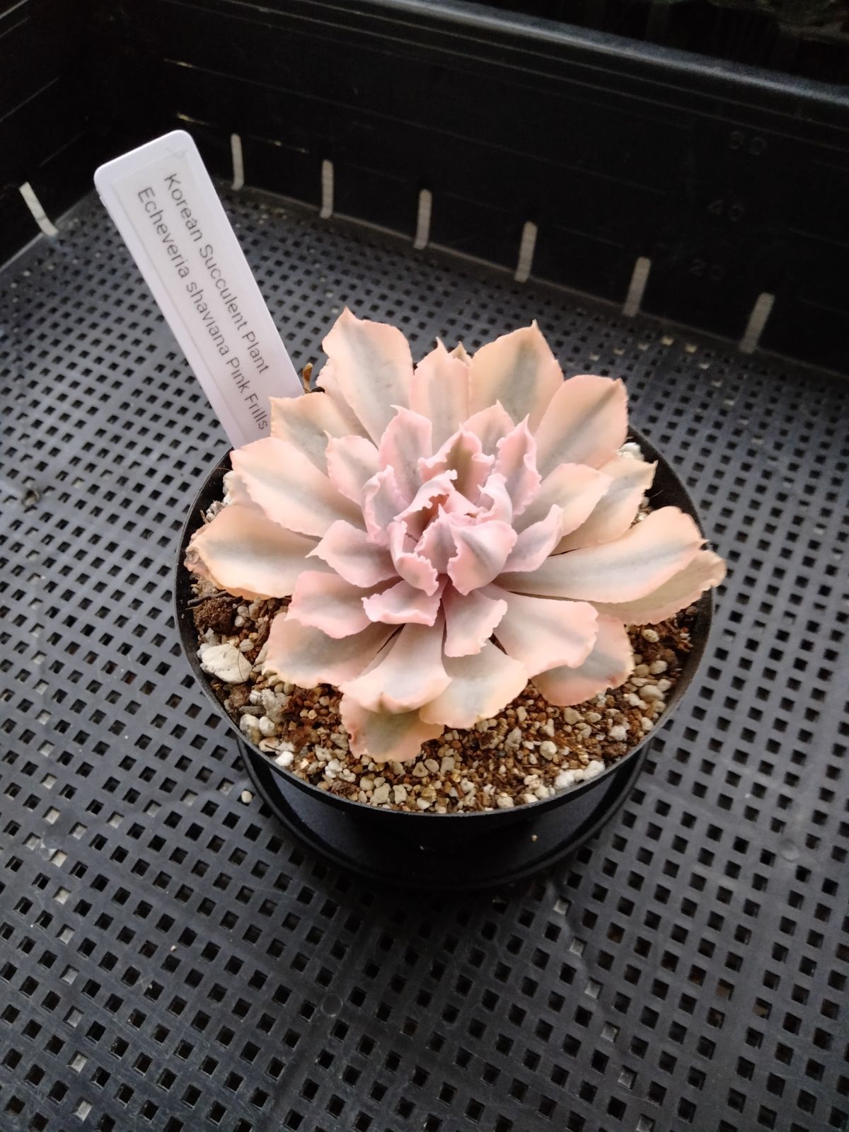 多肉植物 速達付き シャビアナピンクフリル錦 小苗 - メルカリ