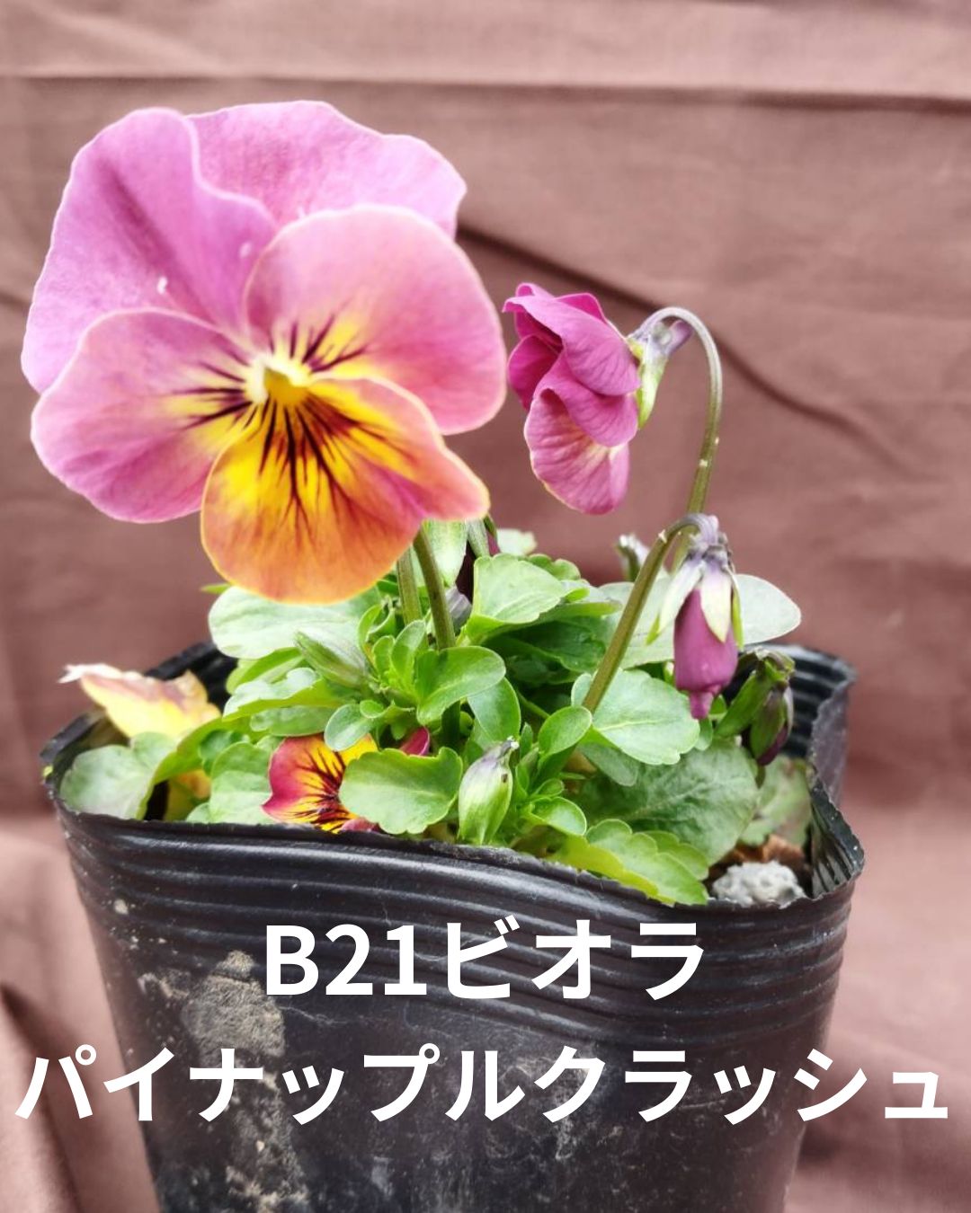 ビオラ パイナップルクラッシュ 10.5センチポット 寄せ植え 同封梱包