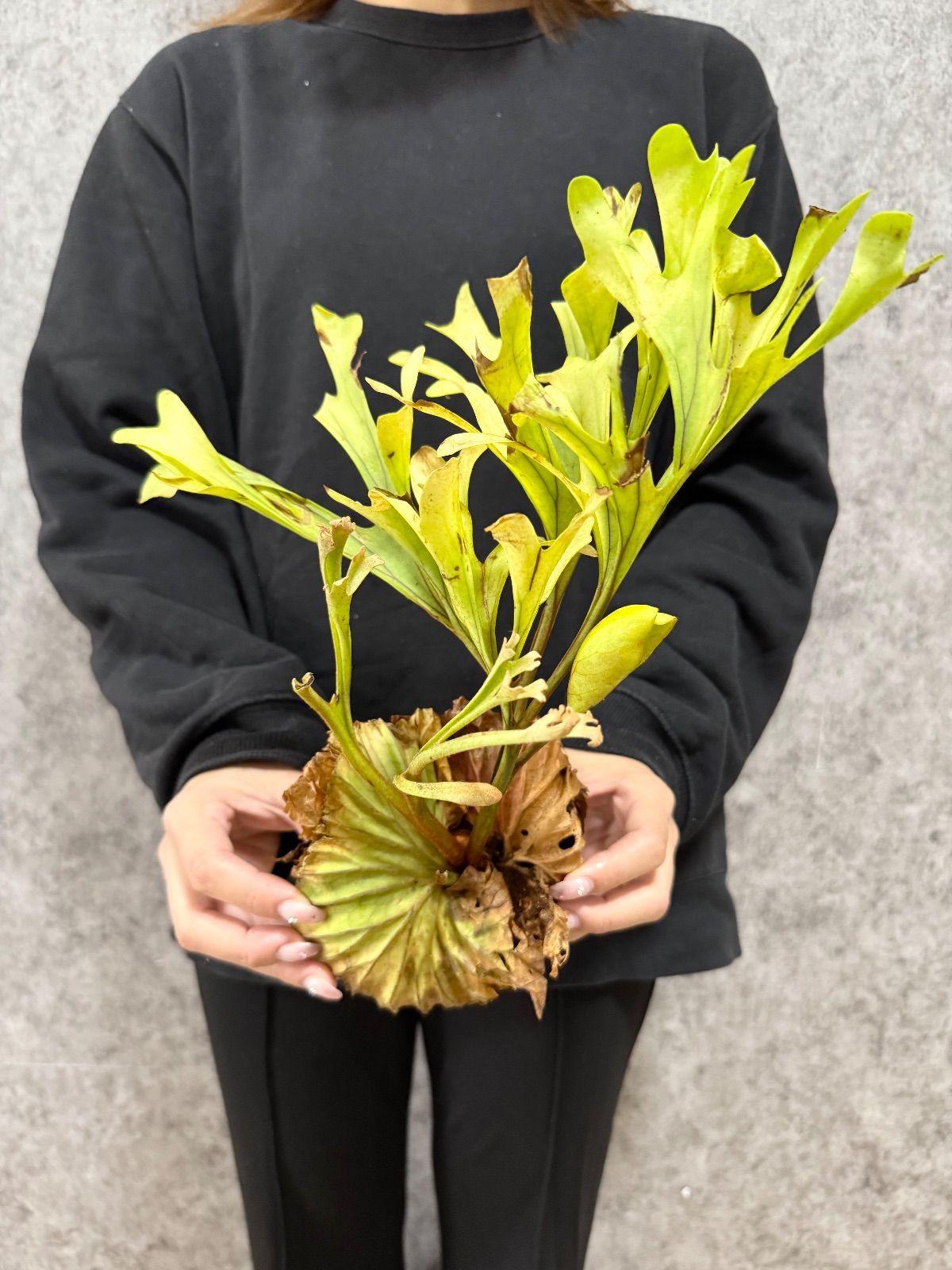 Sawa☆様専用 温泉の恵み ハイローション 165ml 9本セット