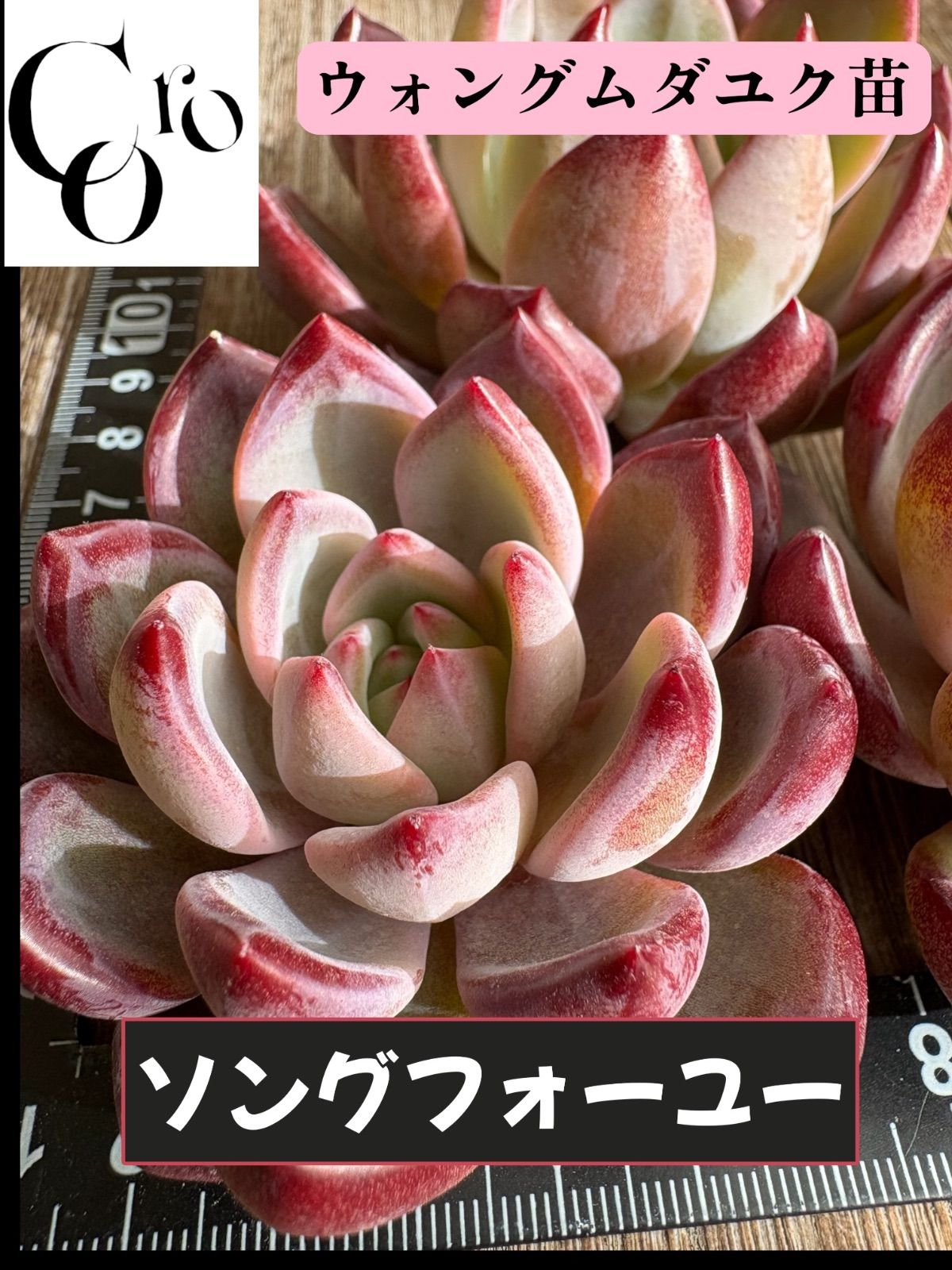 ☆多肉植物 ソングフォーユー エケベリア 韓国苗☆ - メルカリ