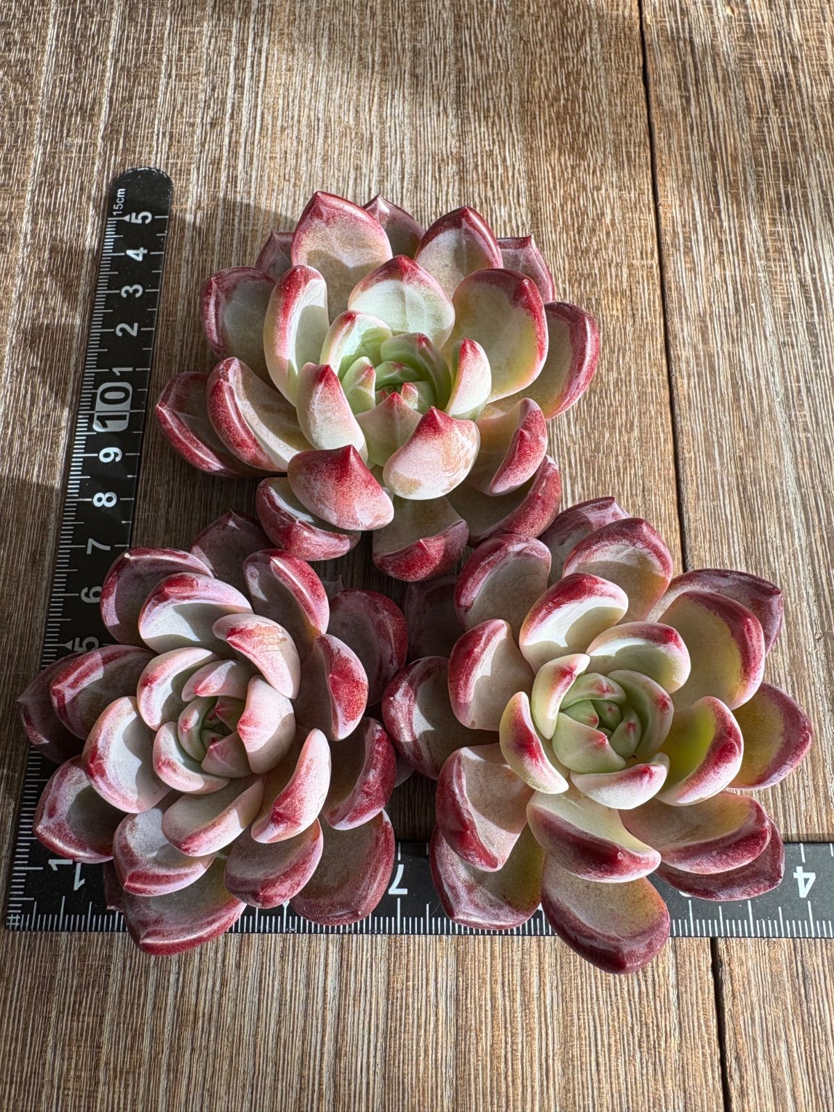 ☆多肉植物 ソングフォーユー エケベリア 韓国苗☆ - メルカリ