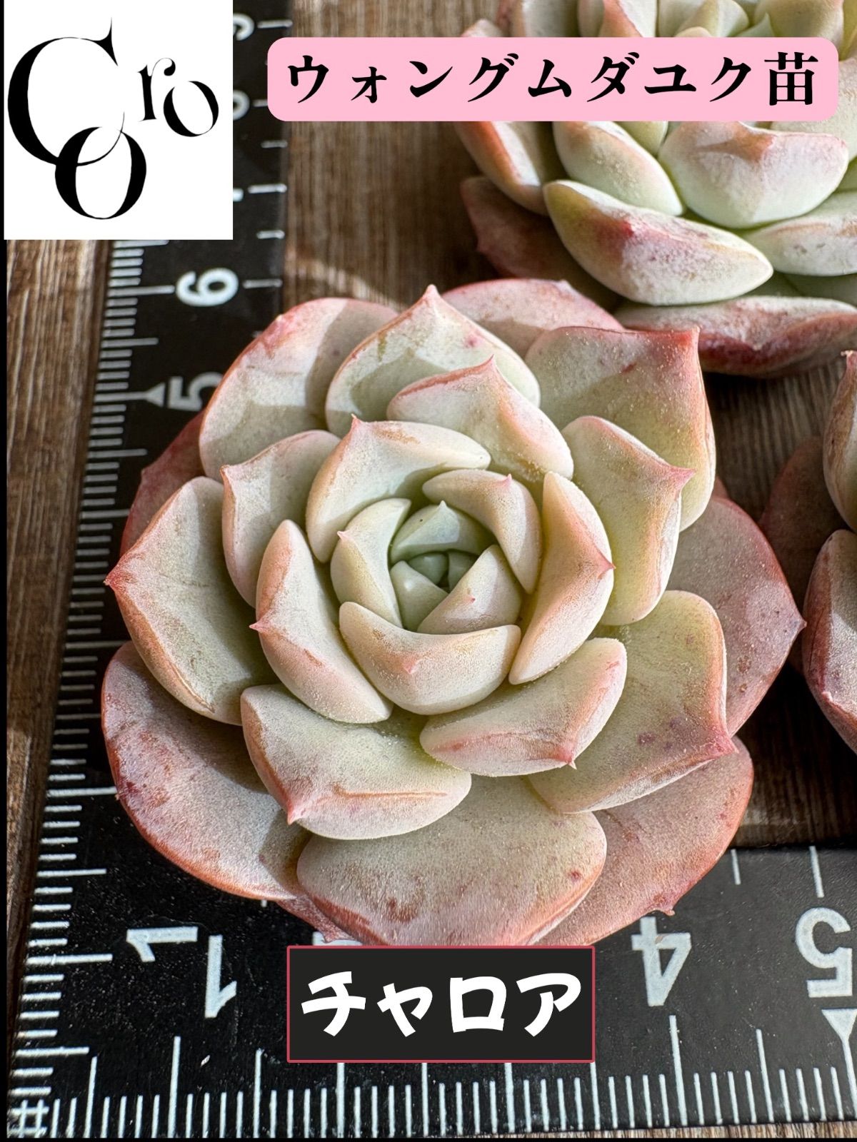 新品種◎チャロア◎多肉植物 カット苗 韓国苗 エケベリア等 ☆多肉植物 チャロア エケベリア 韓国苗☆ - メルカリ