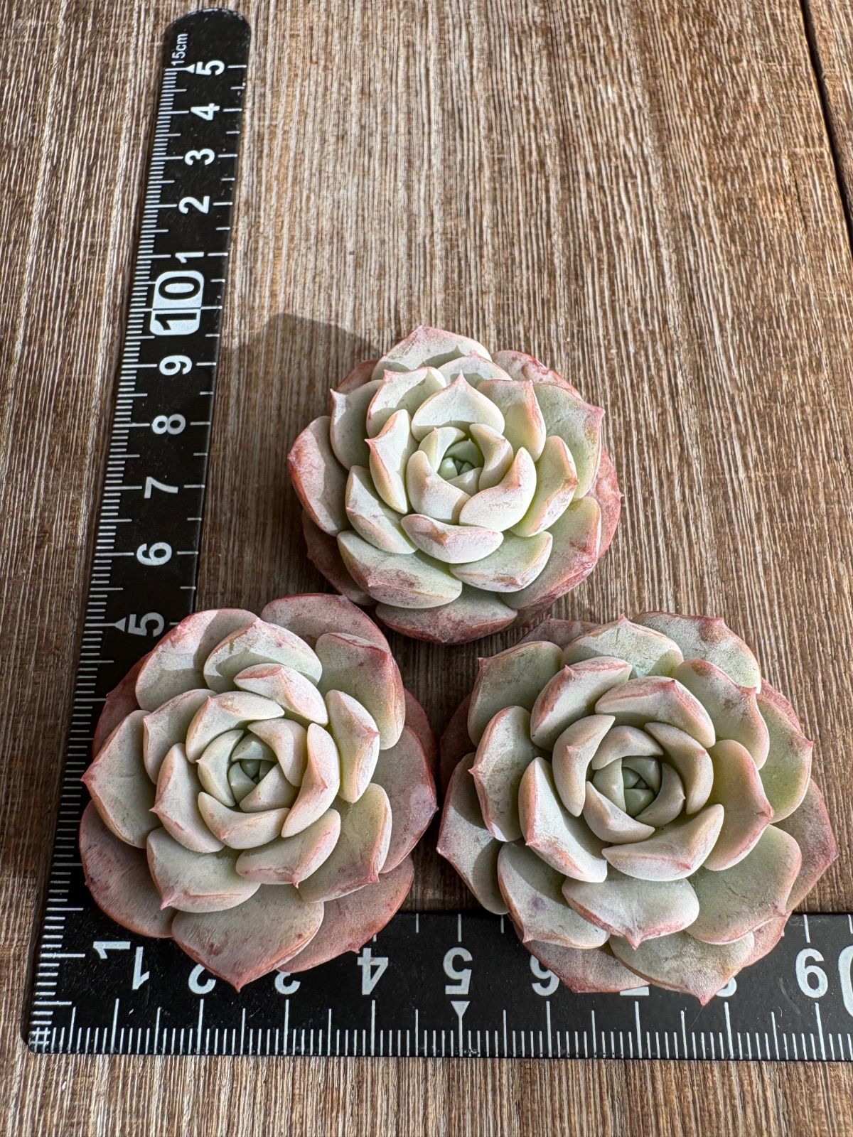 新品種◎チャロア◎多肉植物 カット苗 韓国苗 エケベリア等 ☆多肉植物 チャロア エケベリア 韓国苗☆ - メルカリ