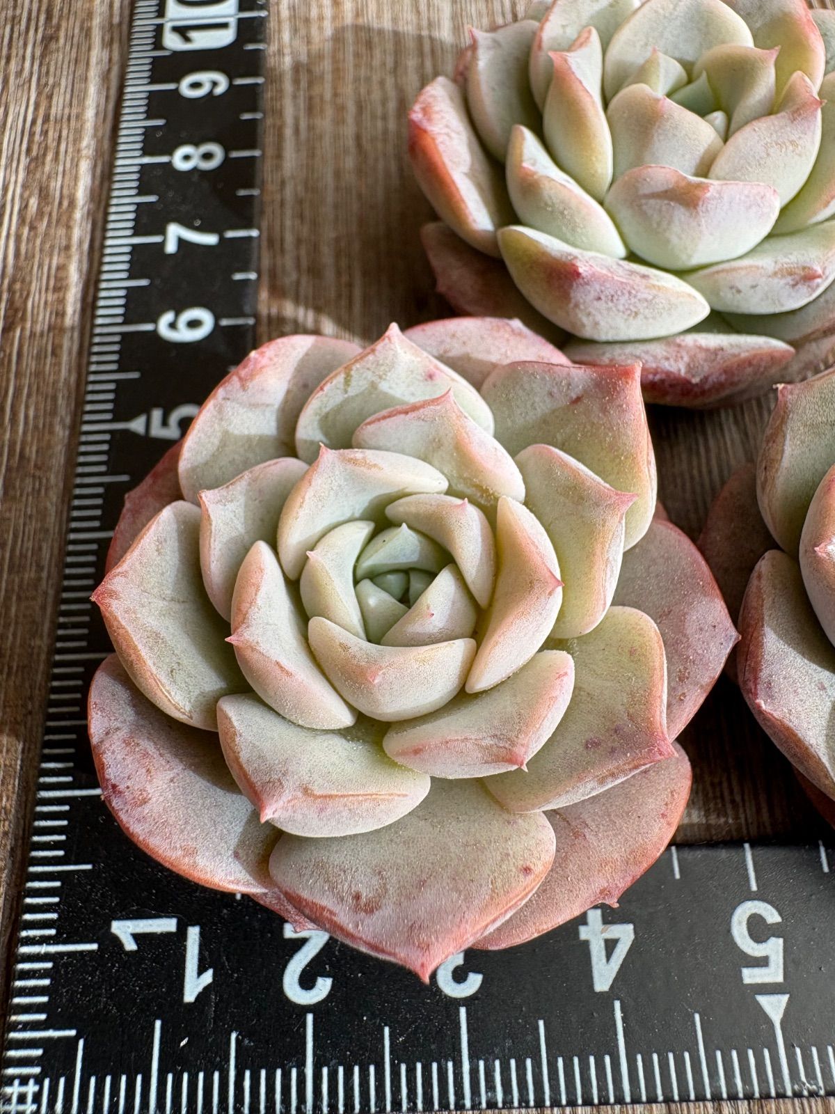 ☆多肉植物 チャロア エケベリア 韓国苗☆ - メルカリ