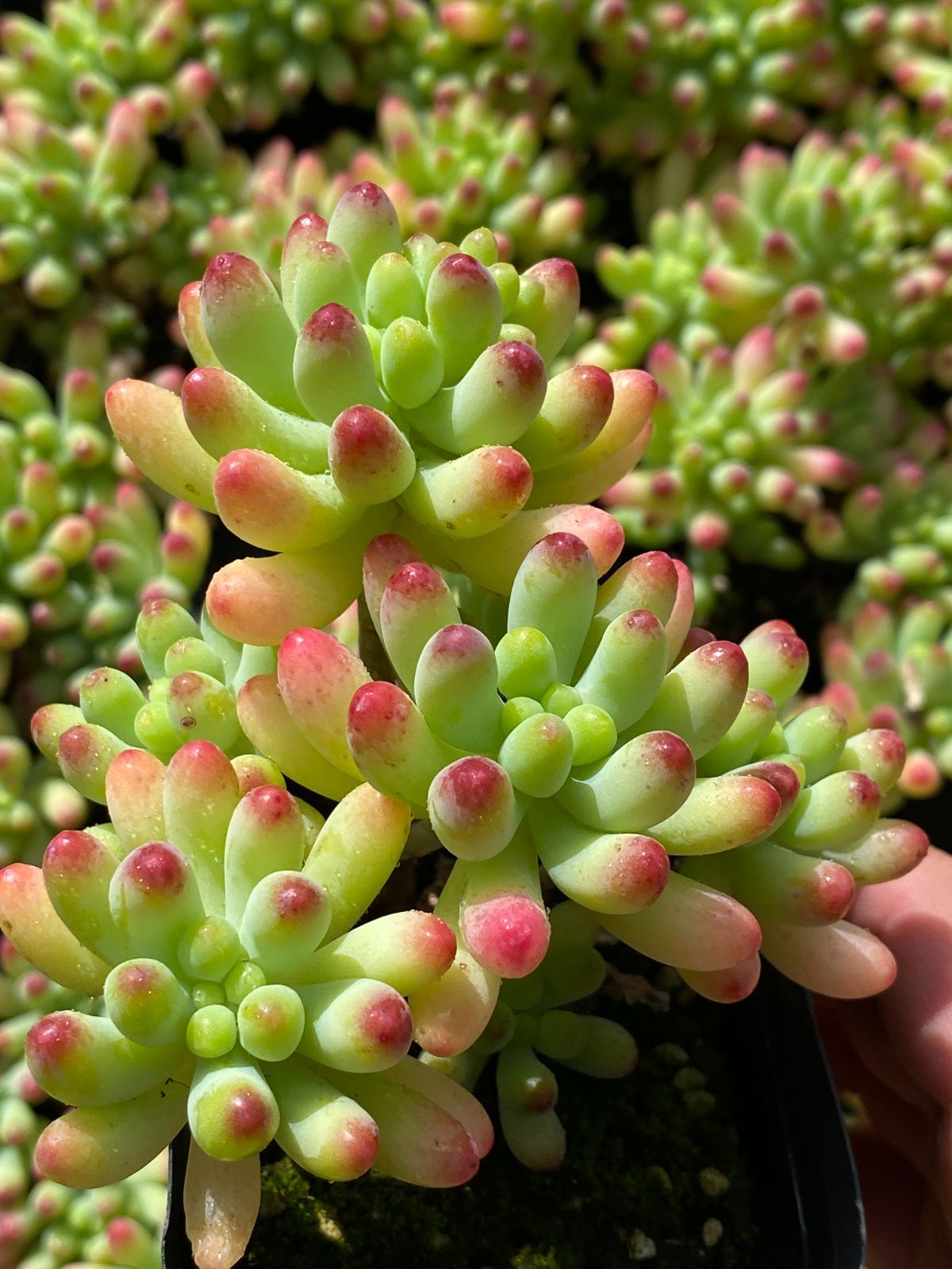 【50株の抜き苗セット】乙女心 多肉植物 佐川急便発送 エケベリア 韓国苗 ZZ93