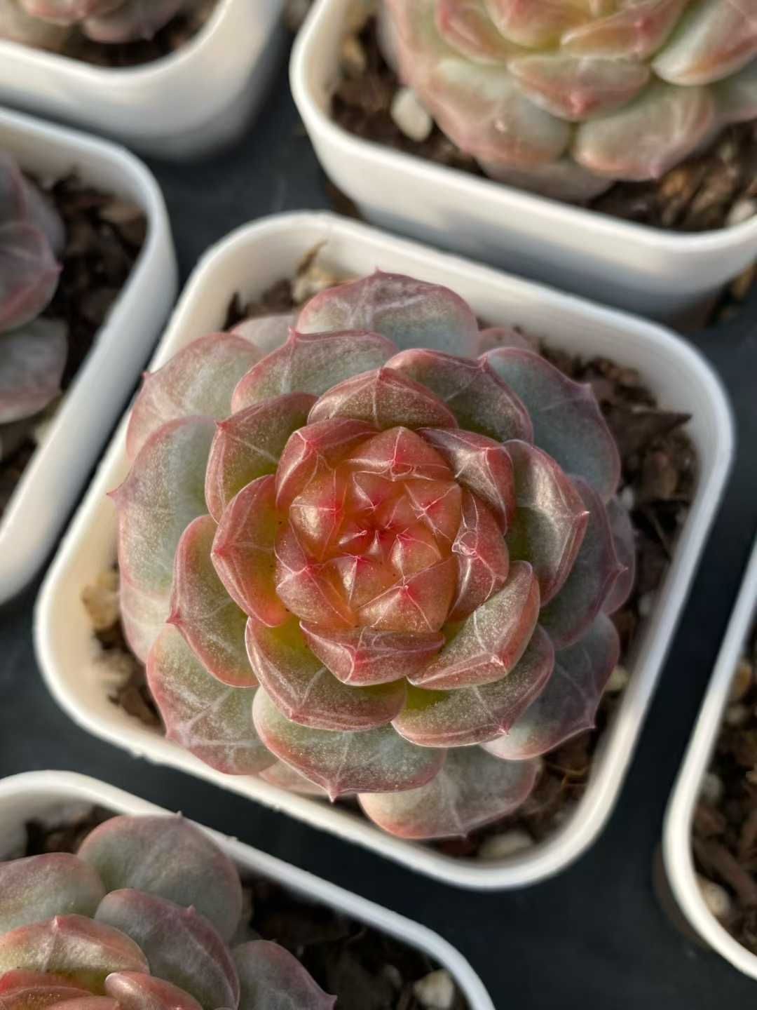 24株×ヒシショウ 多肉植物 エケベリア セダム アエオニウム グラプトペタルム 韓国苗 寄せ植え MY899