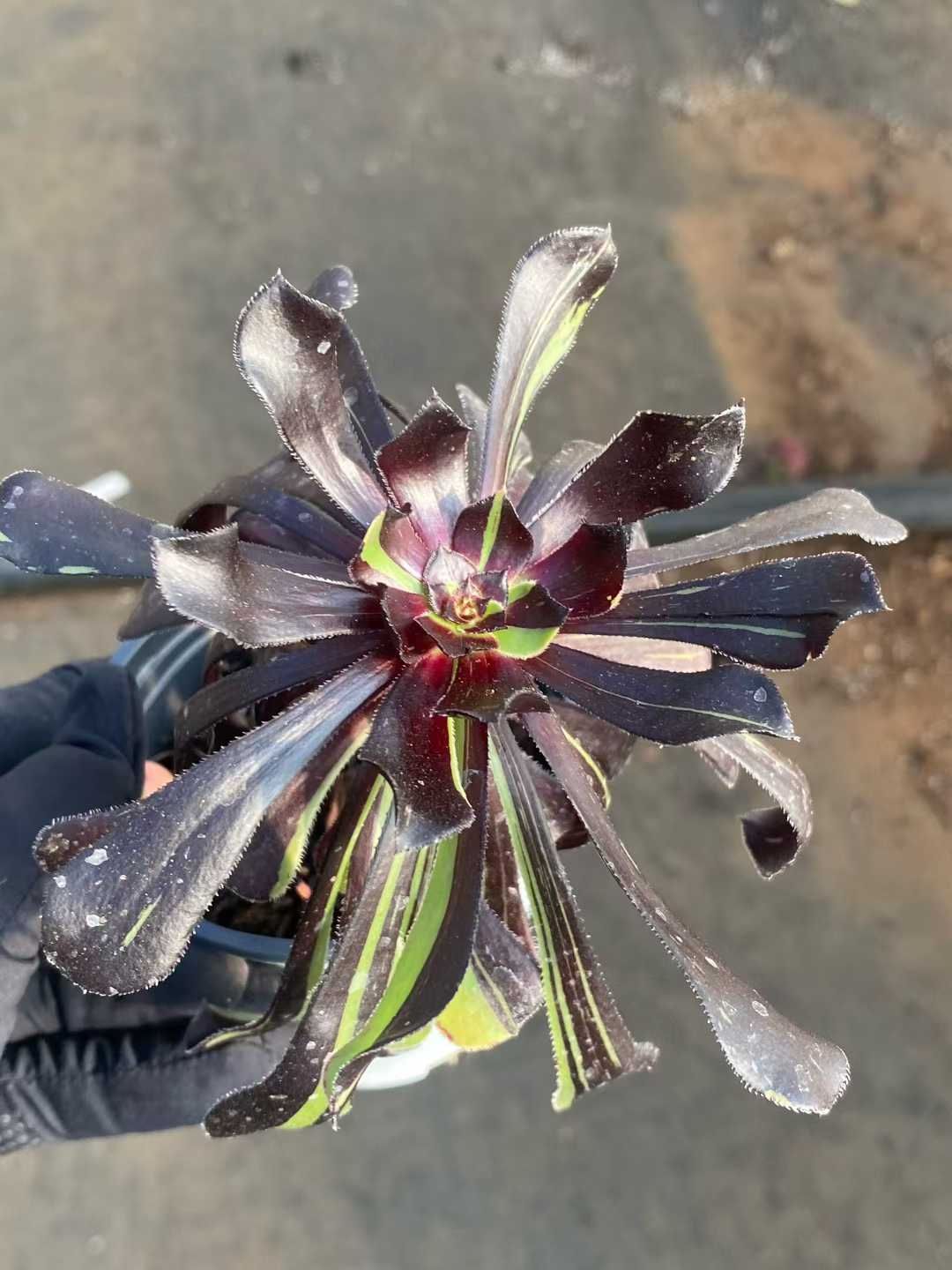 24株×ダイバクシャク 多肉植物 エケベリア セダム アエオニウム グラプトペタルム 韓国苗 寄せ植え MY 905