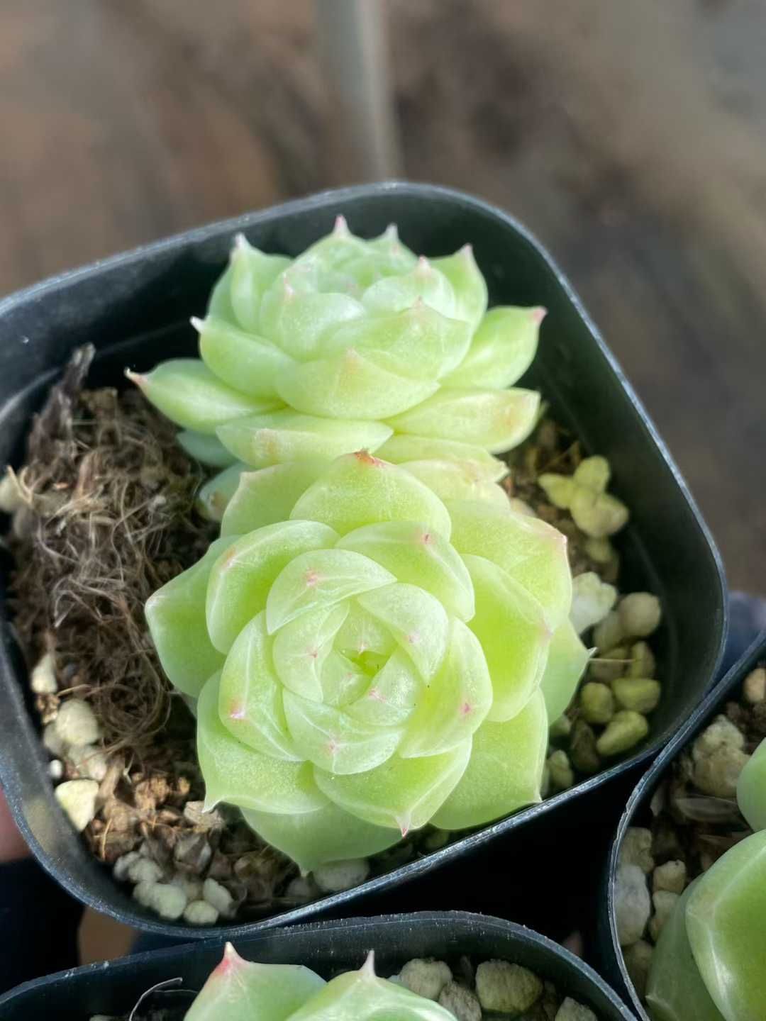 24株×リンカハク 多肉植物 エケベリア セダム アエオニウム グラプトペタルム 韓国苗 寄せ植え MY 909