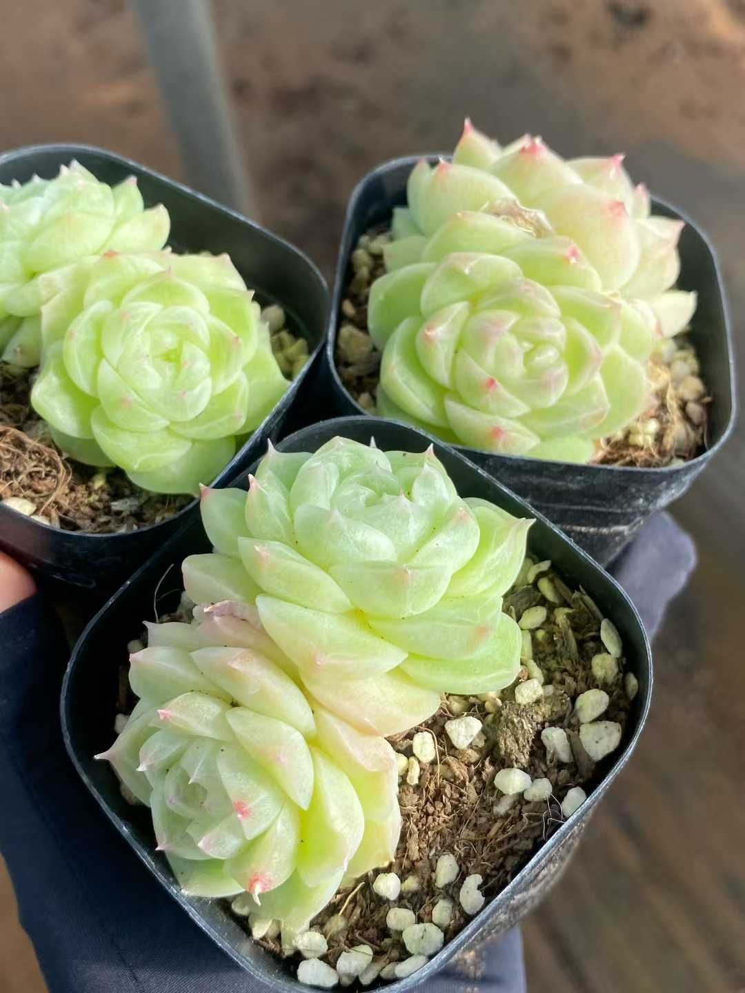 24株×リンカハク 多肉植物 エケベリア セダム アエオニウム グラプトペタルム 韓国苗 寄せ植え MY 909