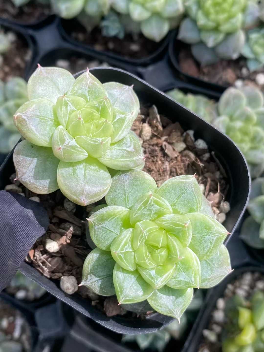 24株 セブンアップ 多肉植物 エケベリア セダム アエオニウム グラプトペタルム 韓国苗 寄せ植え MY 912